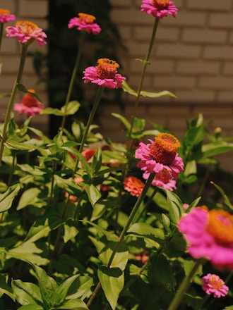 A bunch of pink and yellow flowers in a garden