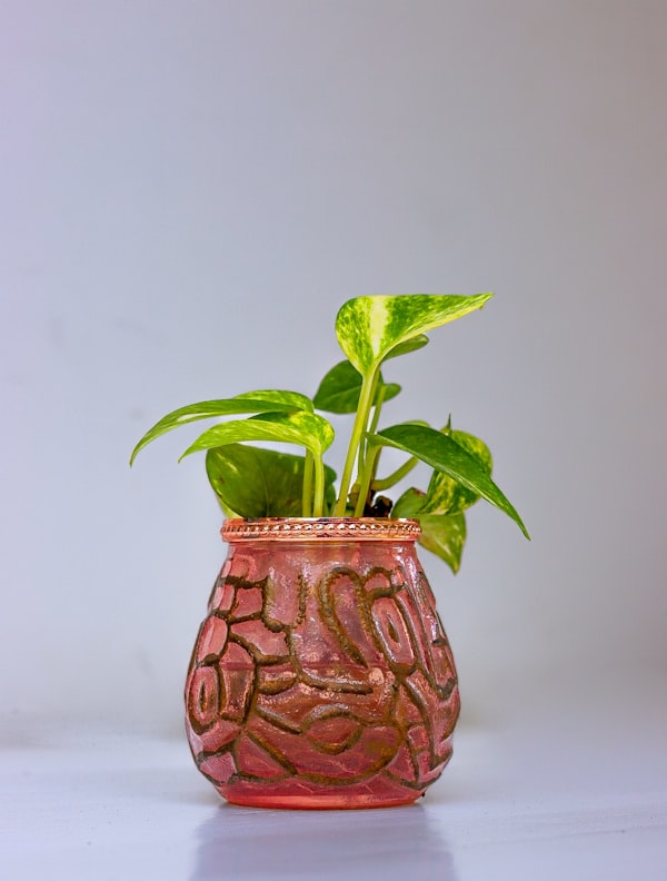 Arranjo Trepadeira Folha HERA + Vaso Decorativo — Verde Permanente para sua Casa