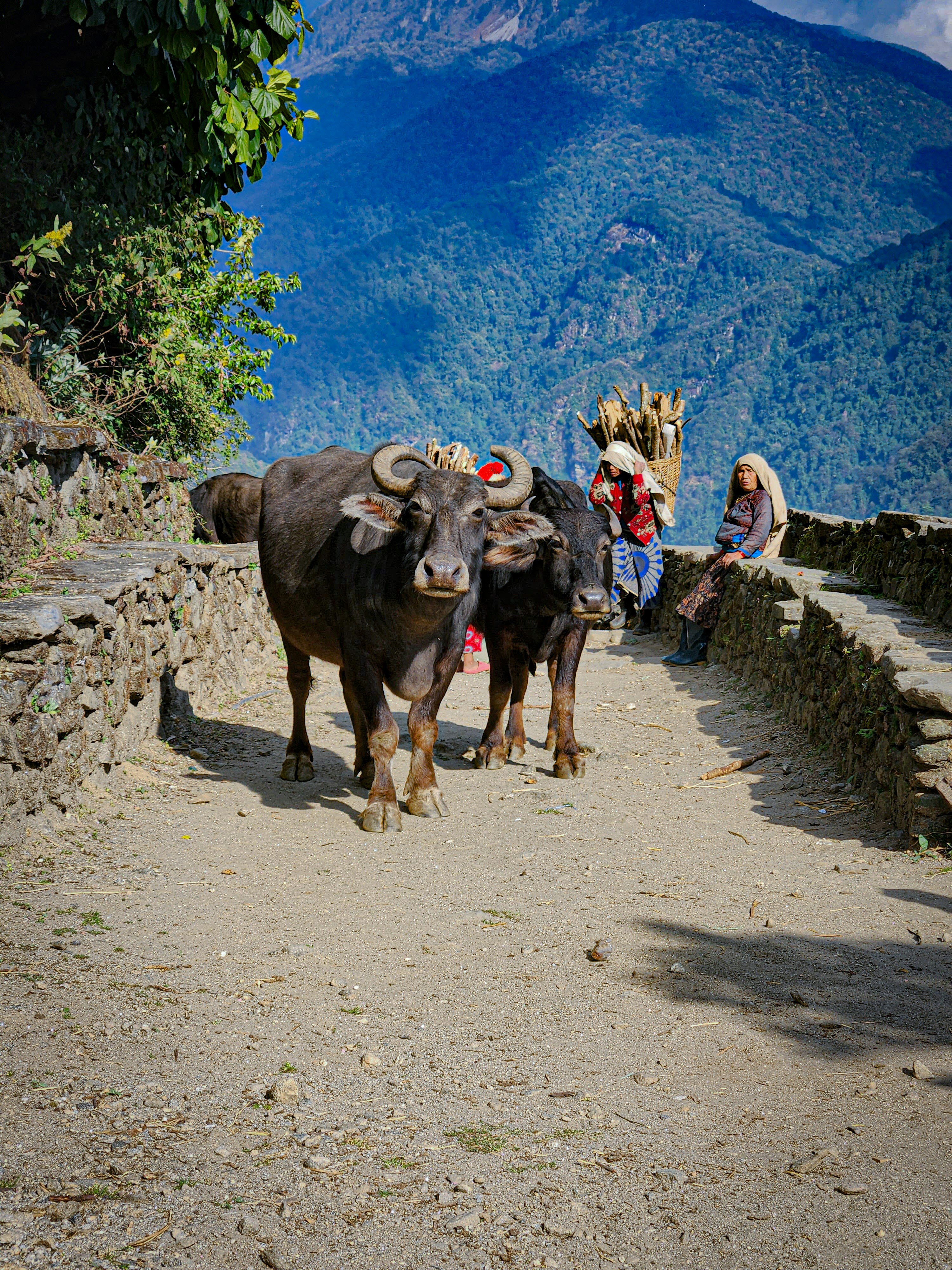 A couple of cows walking down a dirt road