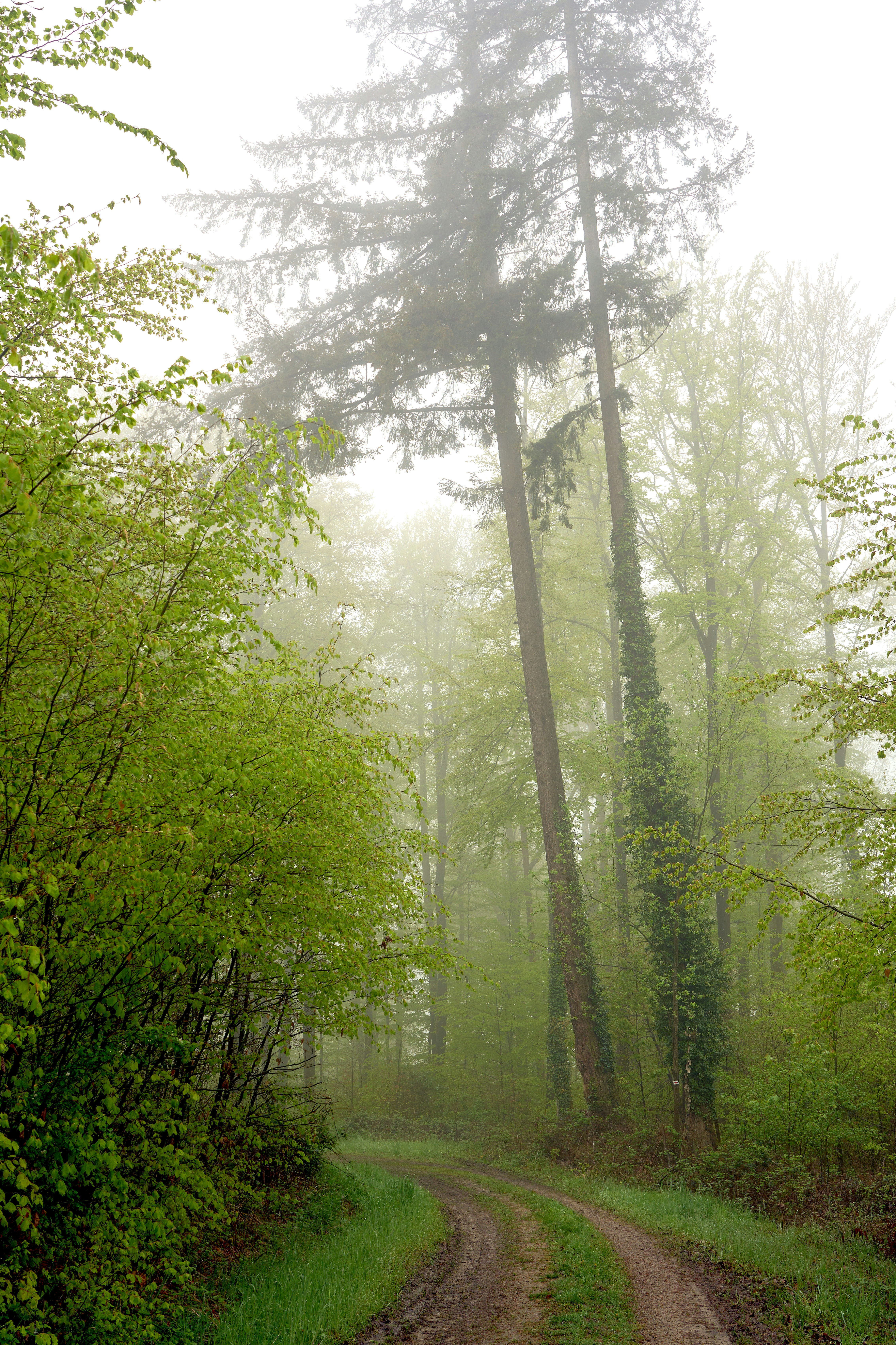 Photo by wolfgang_hasselmann