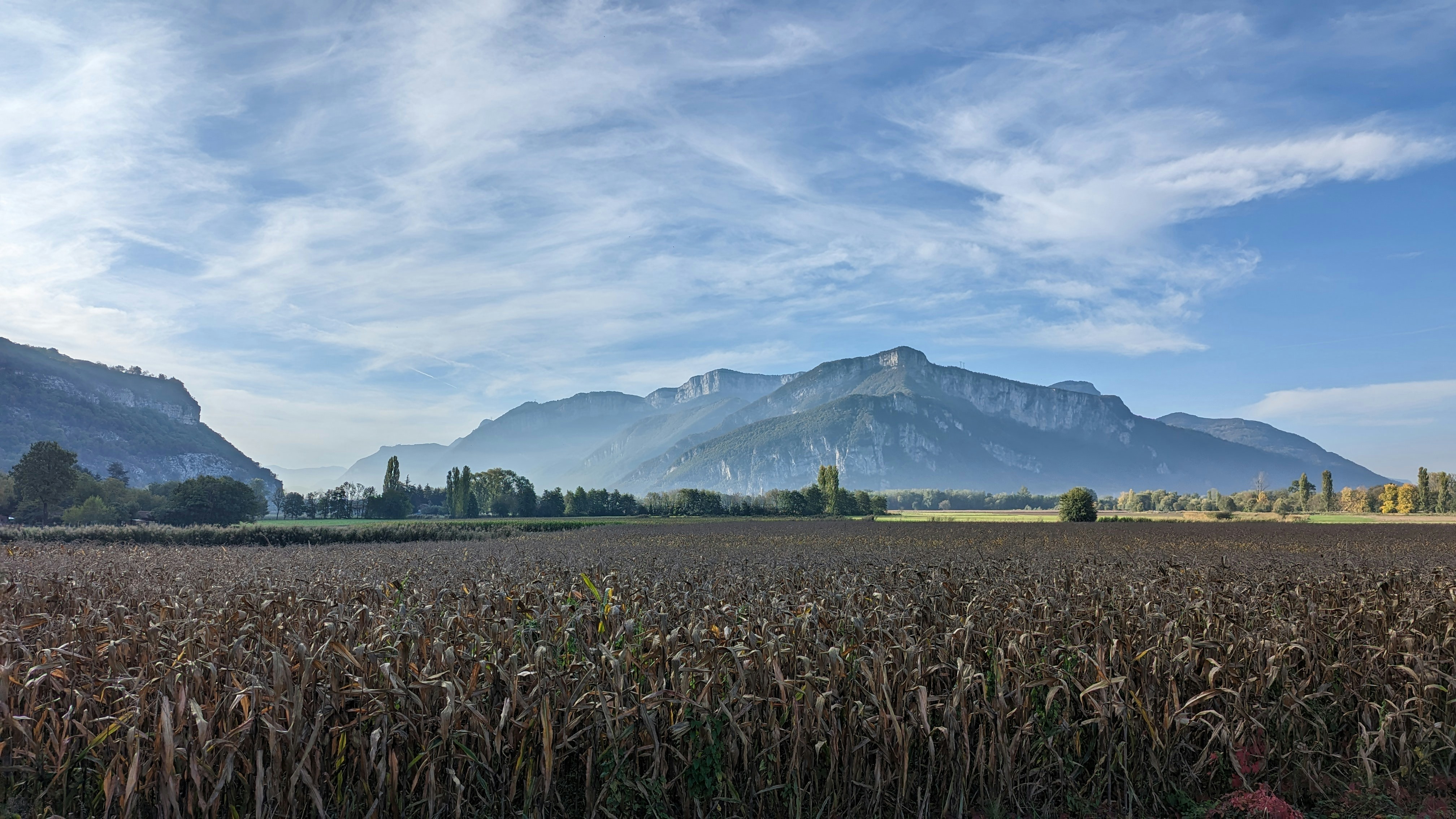 Massif de la Chartreuse : Un champ de maïs avec les montagnes en arrière-plan