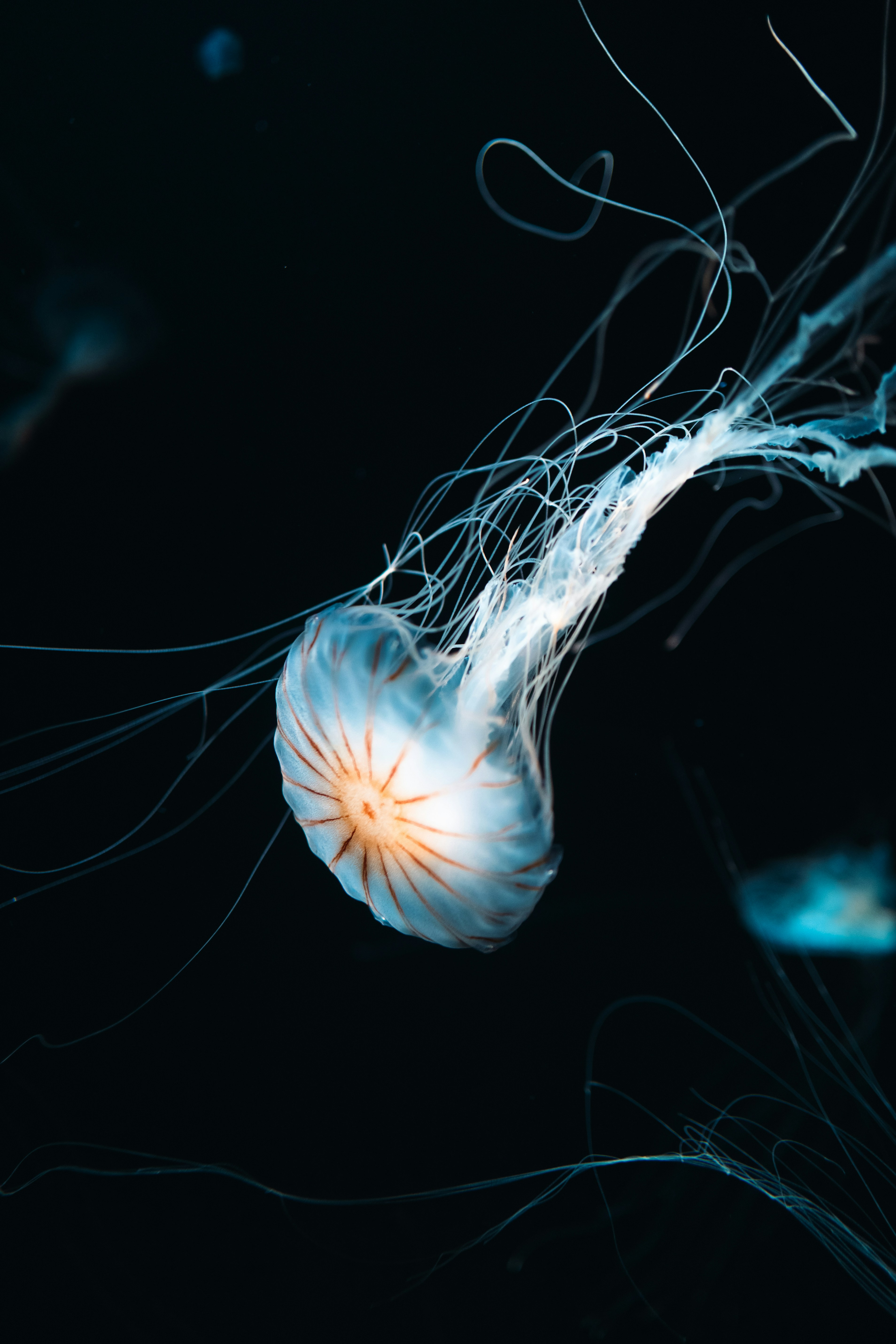 Photo by shawnthesolis