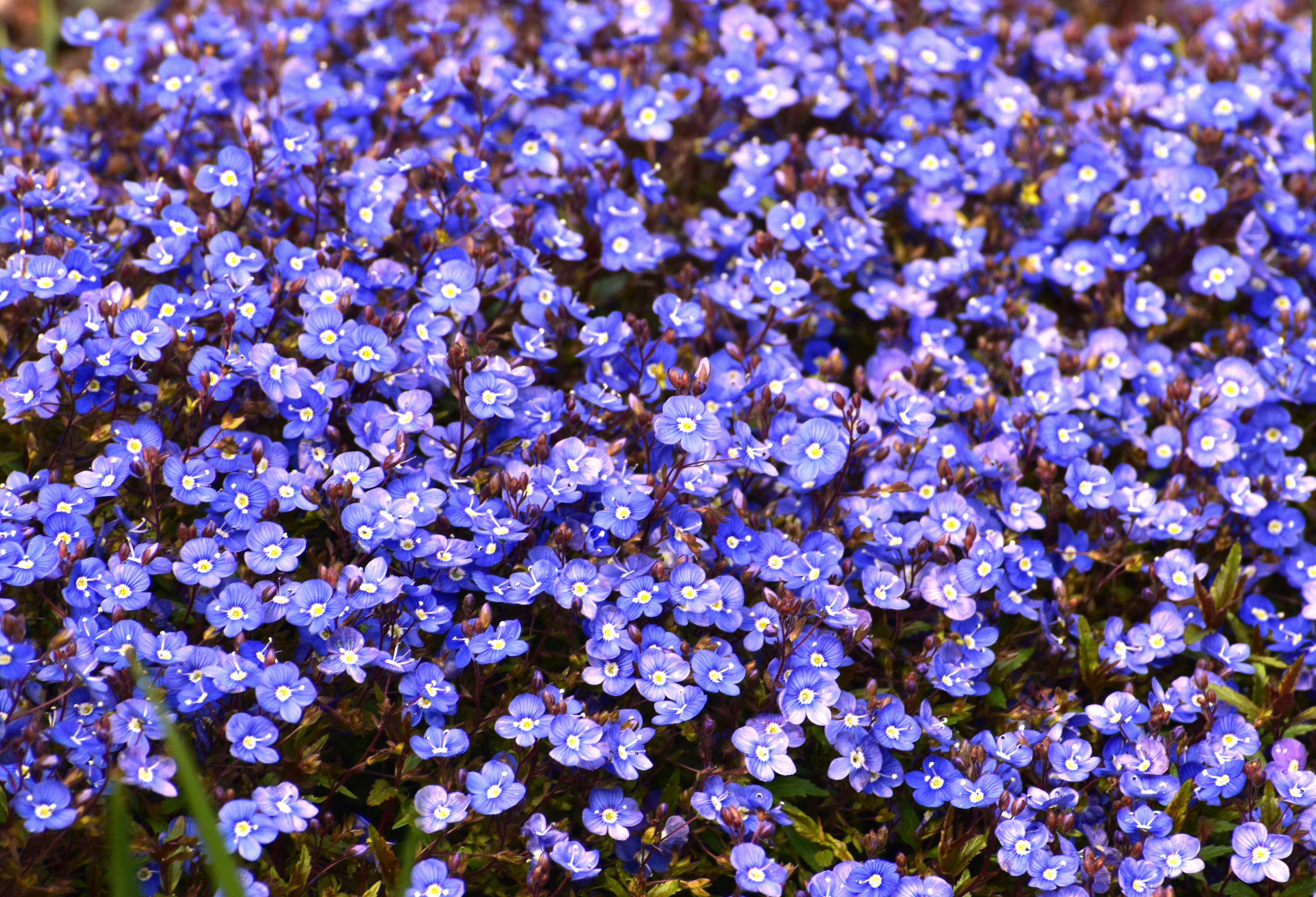 Photo by danielelarosa