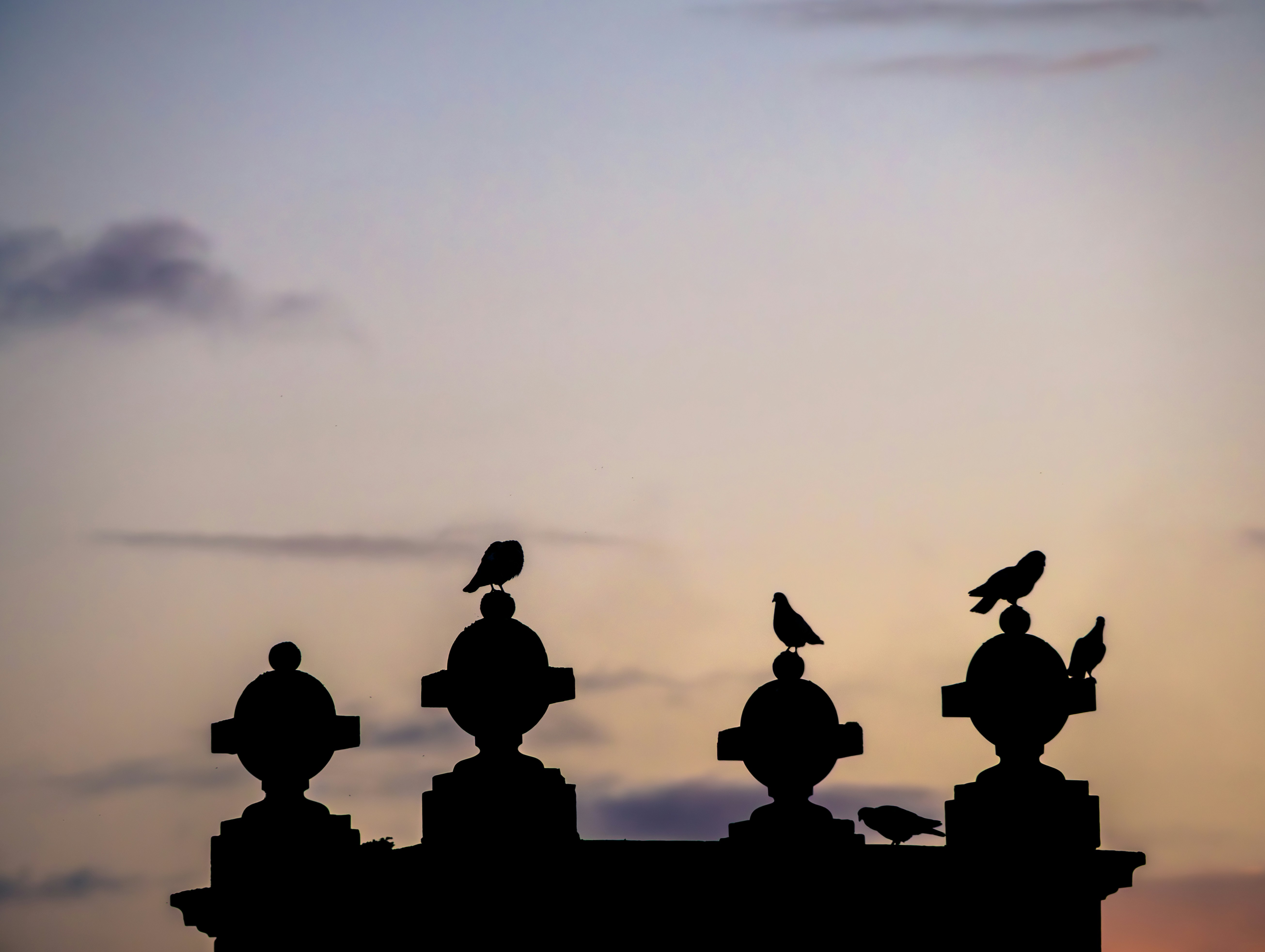 A flock of birds sitting on top of a building