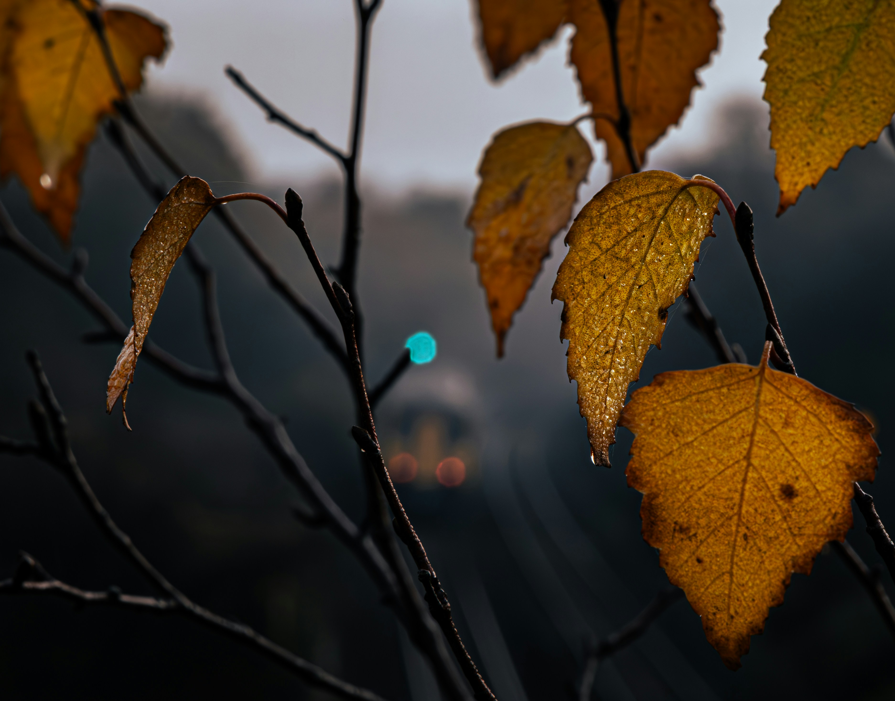 A tree branch with yellow leaves with a blurry background