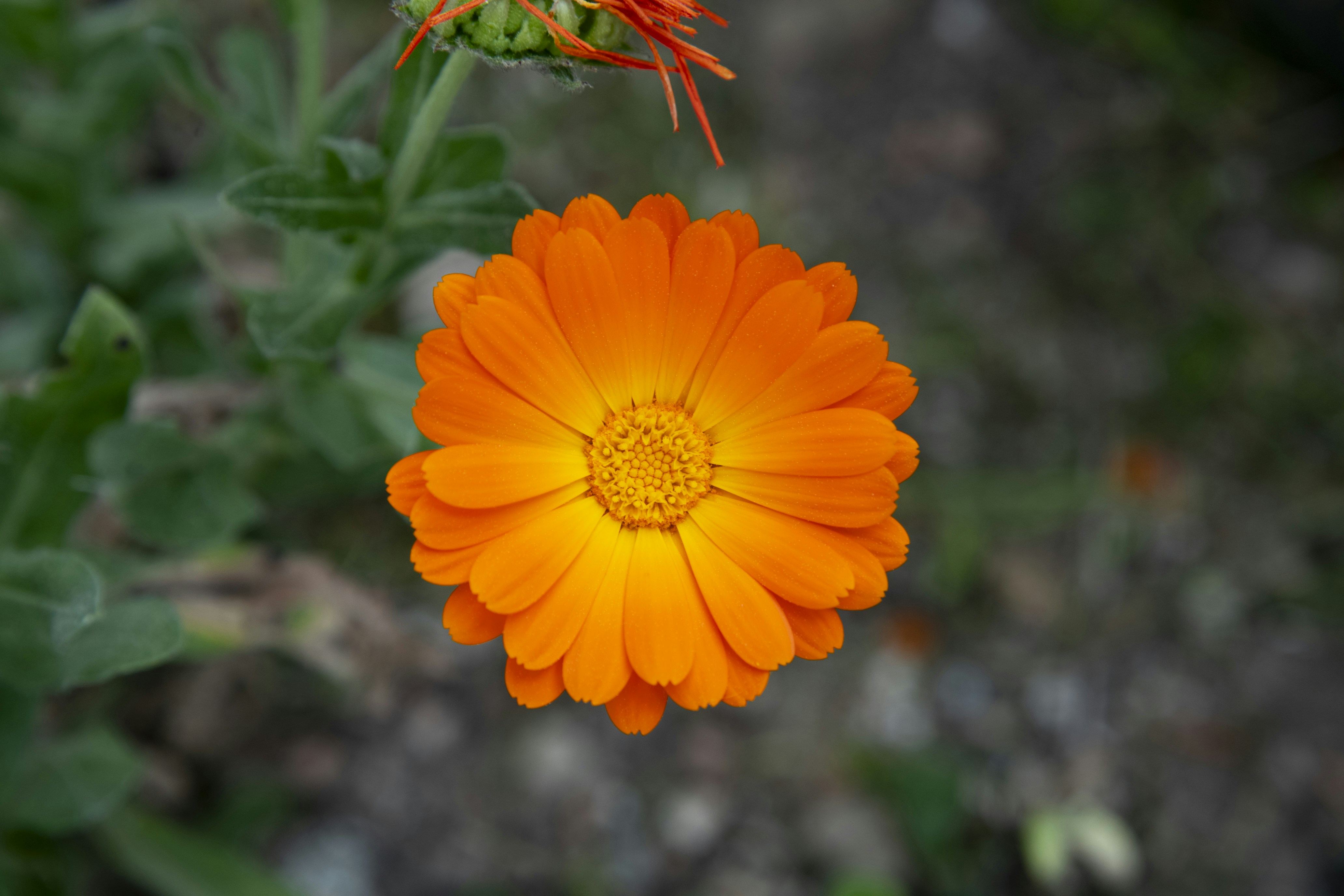 Photo by cemreakcall