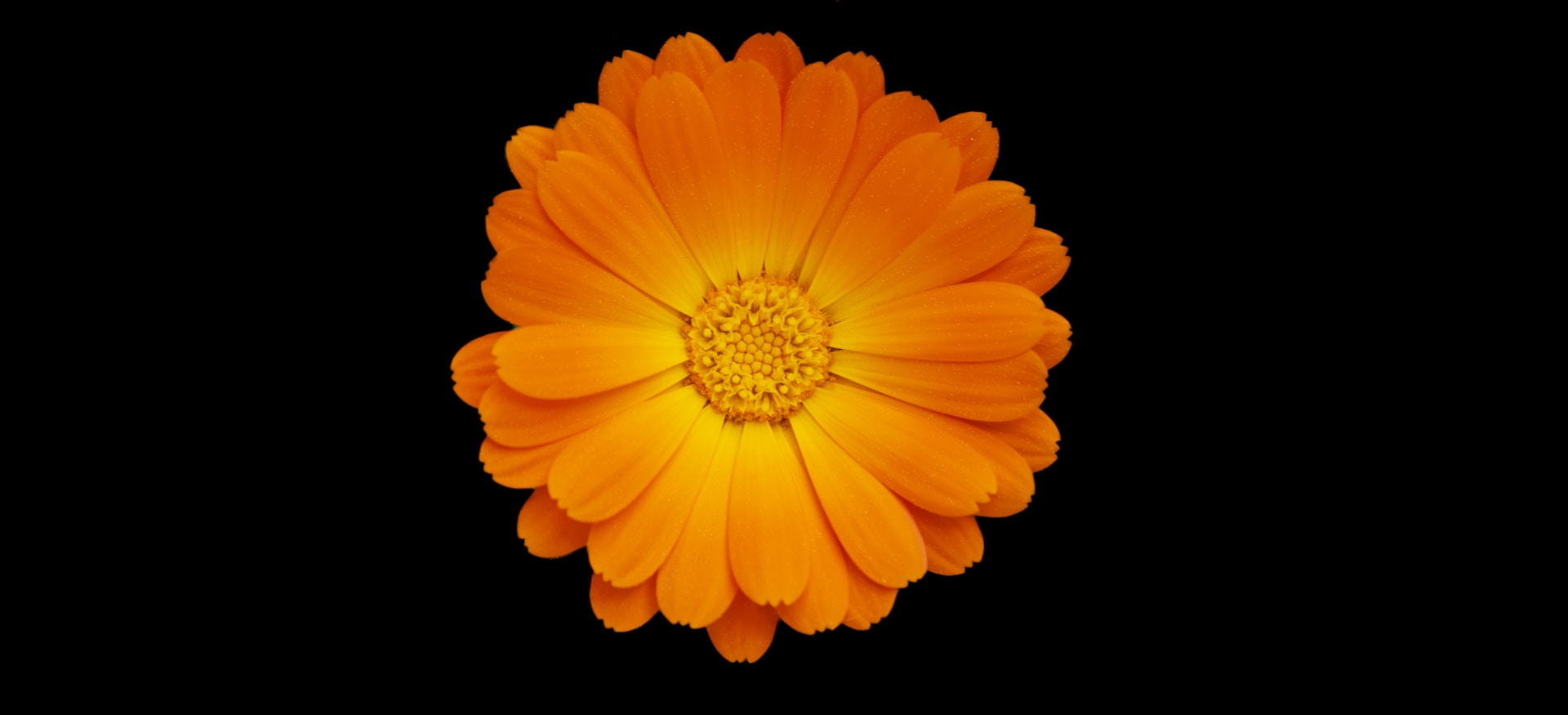 An orange flower with a black background