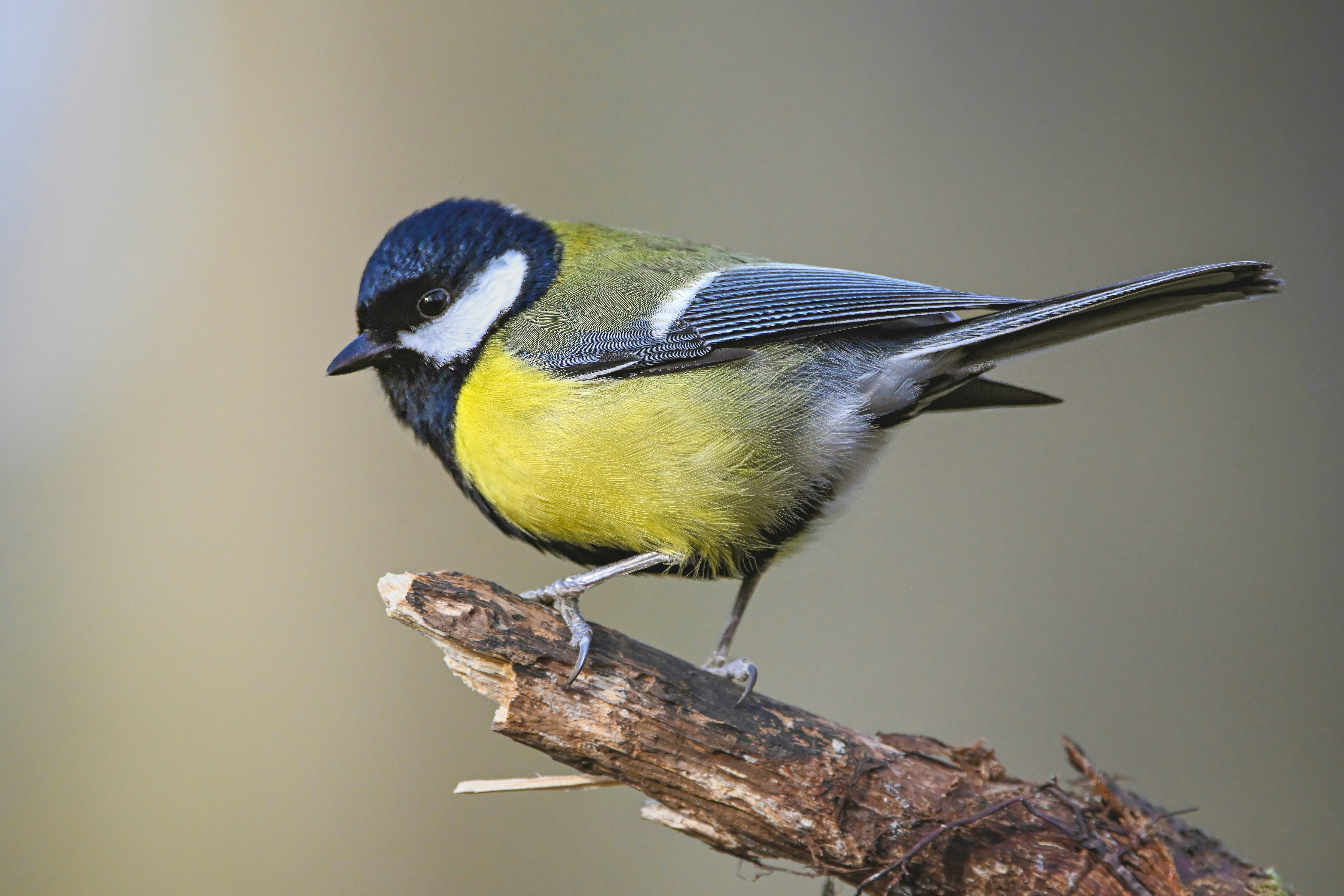 Photo by siegfriedpoepperl