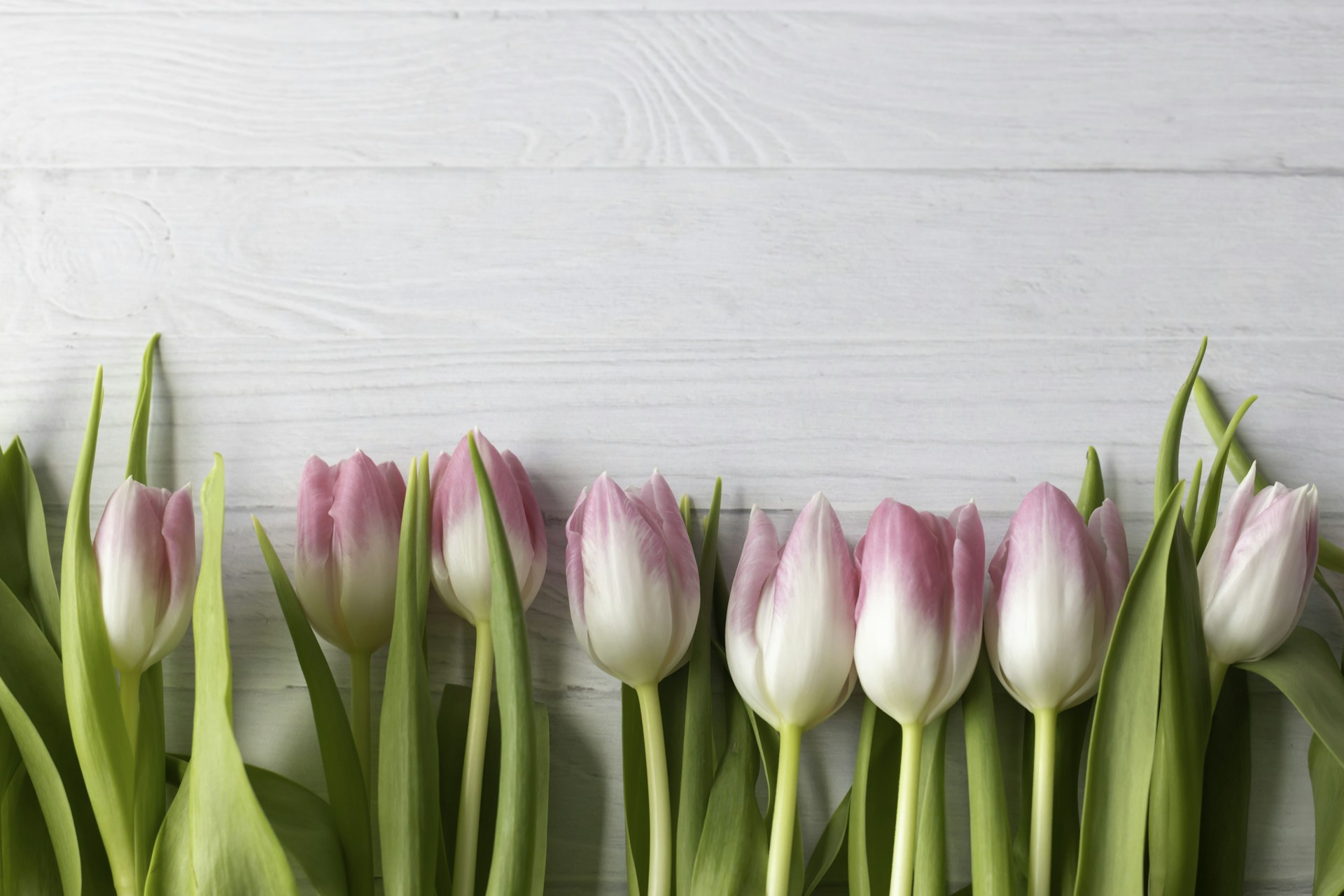 A row of pink and white tulips on a white background