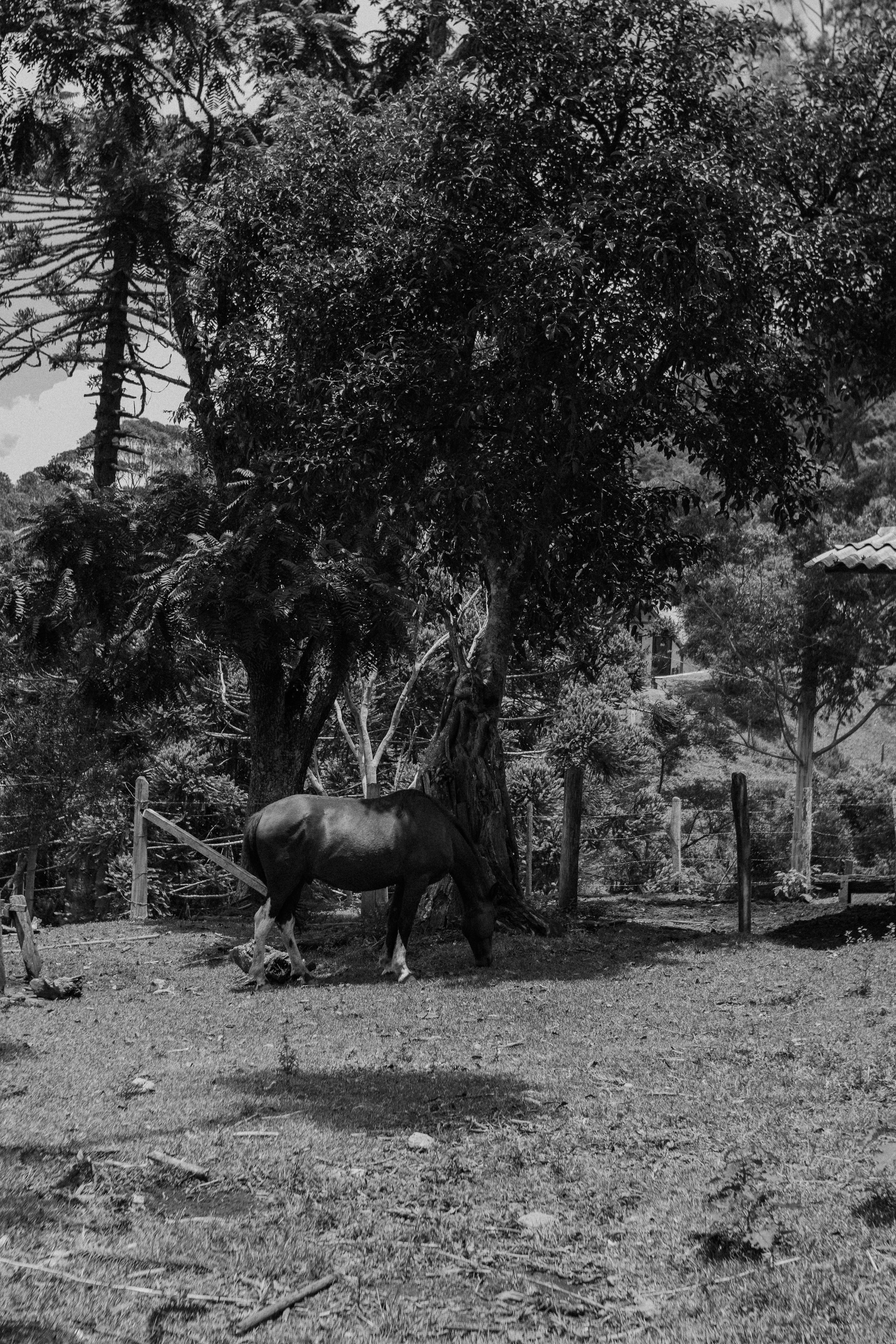 A black and white photo of a horse in a field photo – Free Vegetation ...