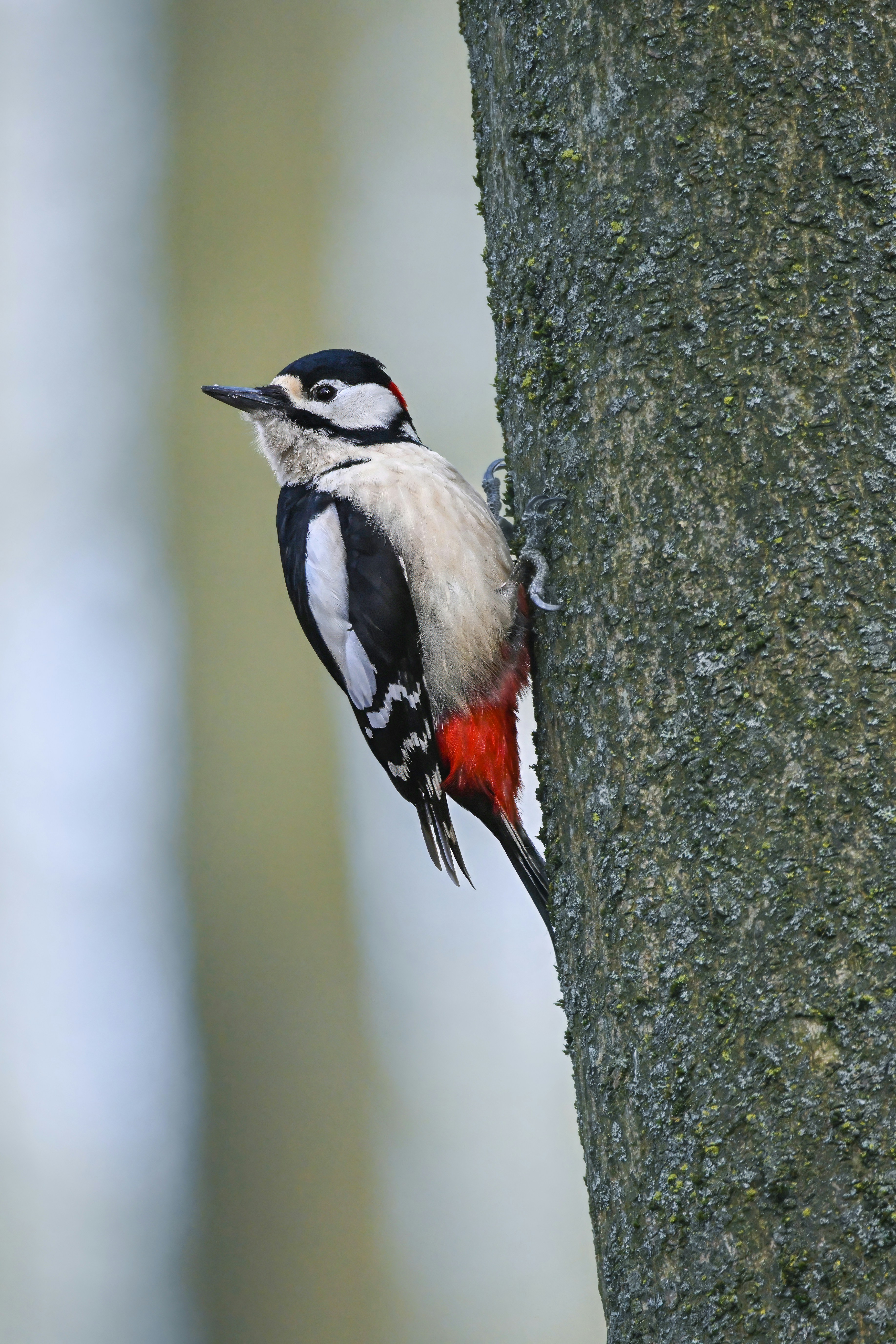 Photo by siegfriedpoepperl