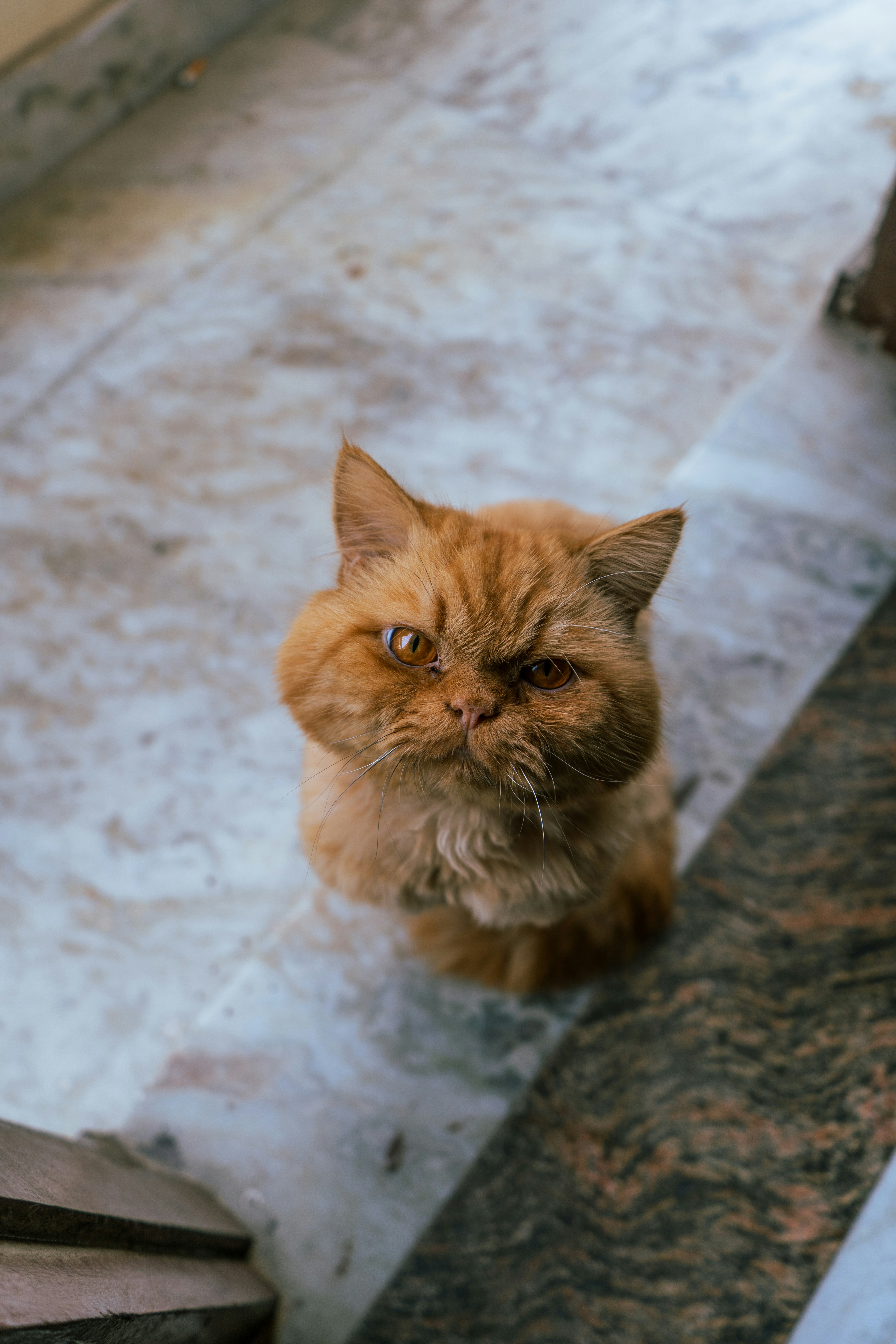 An orange cat sitting on the steps of a house
