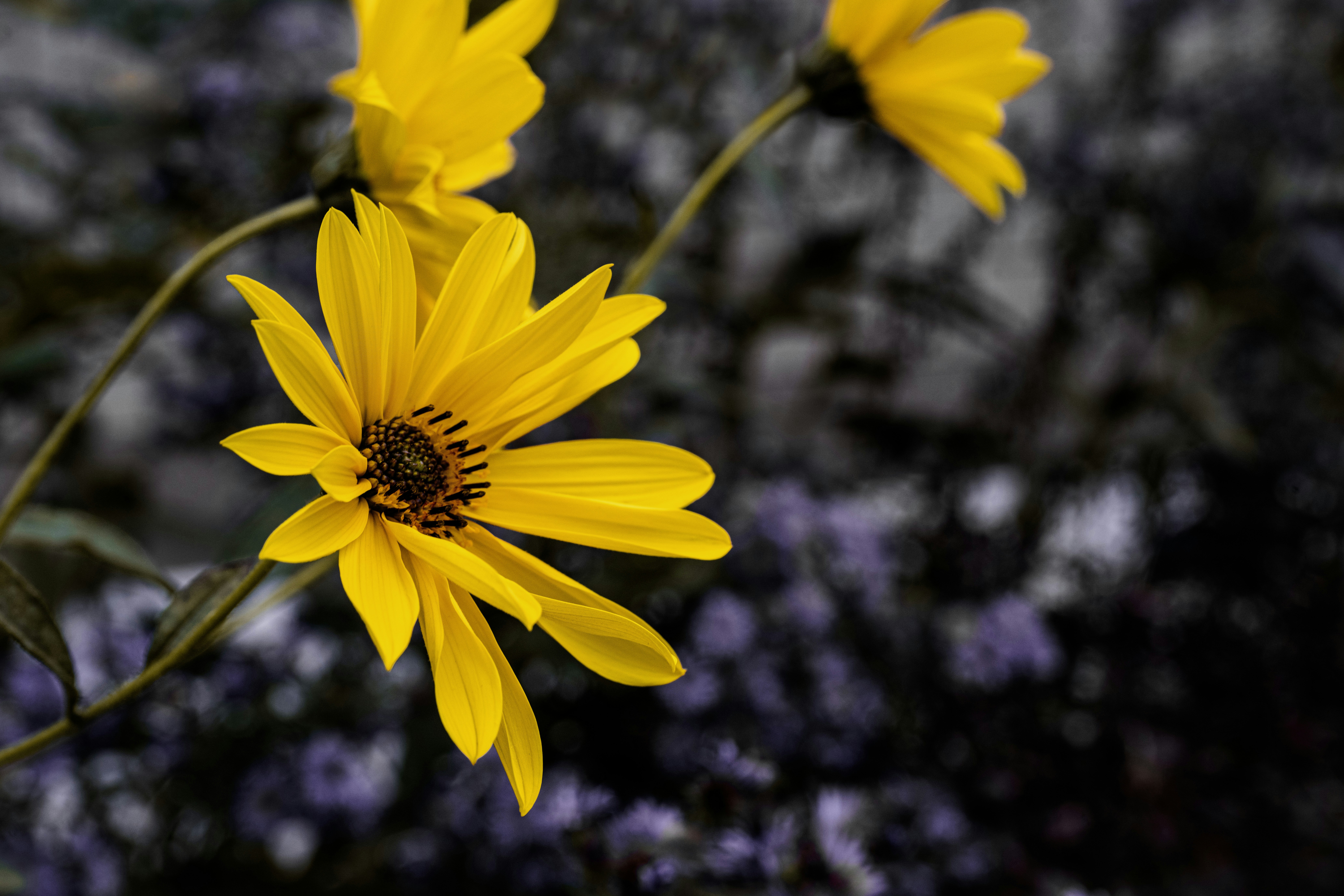 Photo by soulridephotography