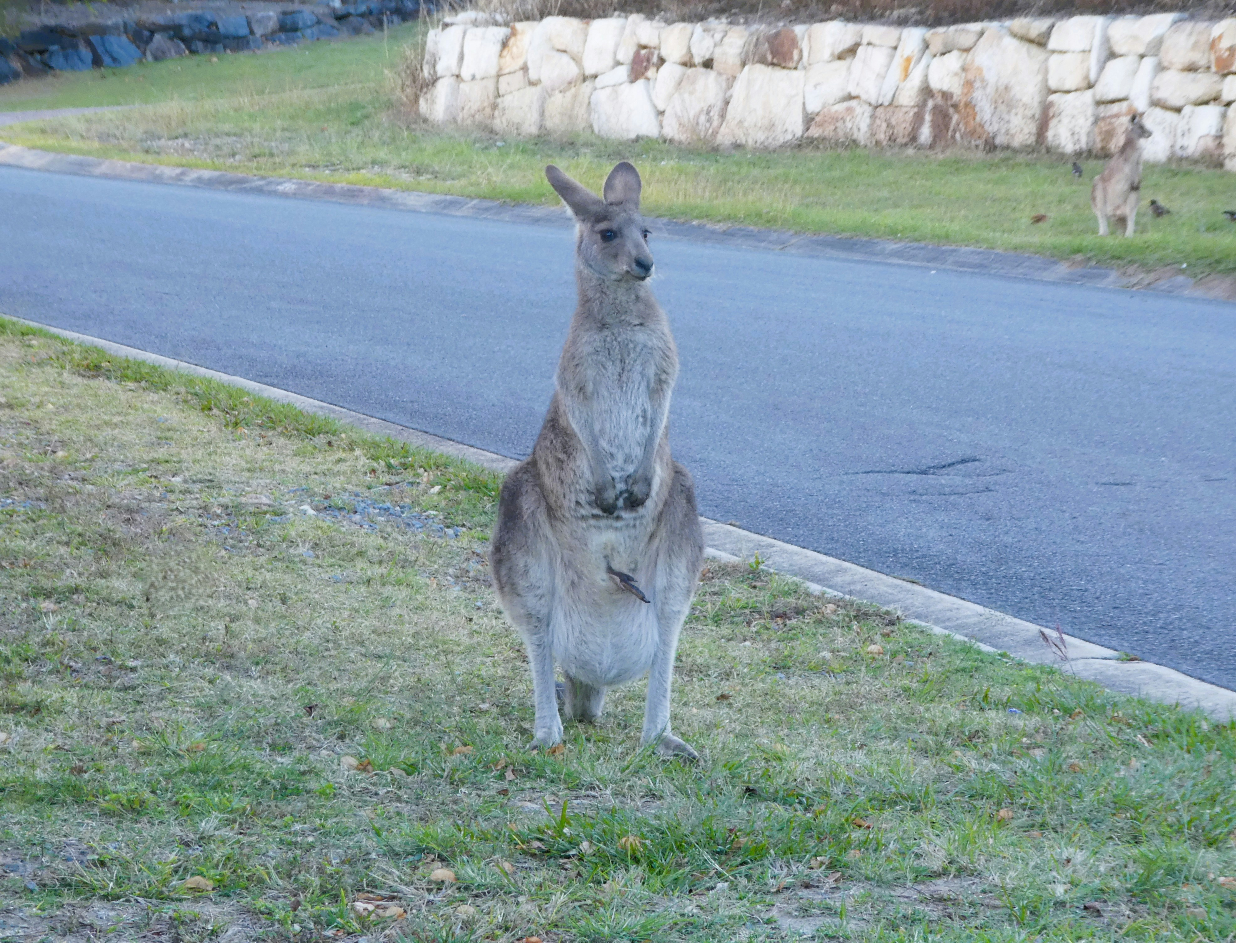 A kangaroo standing in the grass next to a road