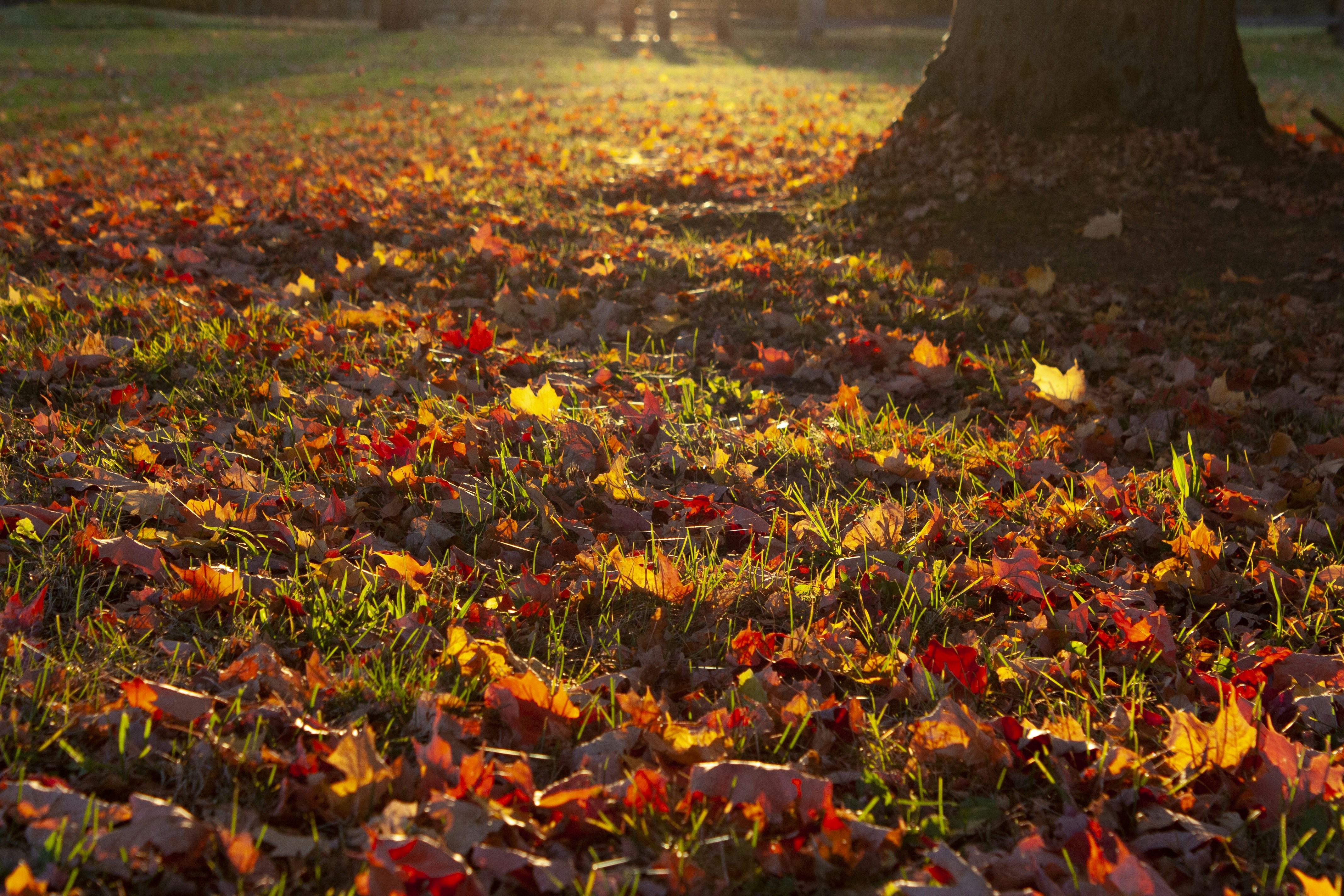 The sun shines through the trees and leaves on the ground