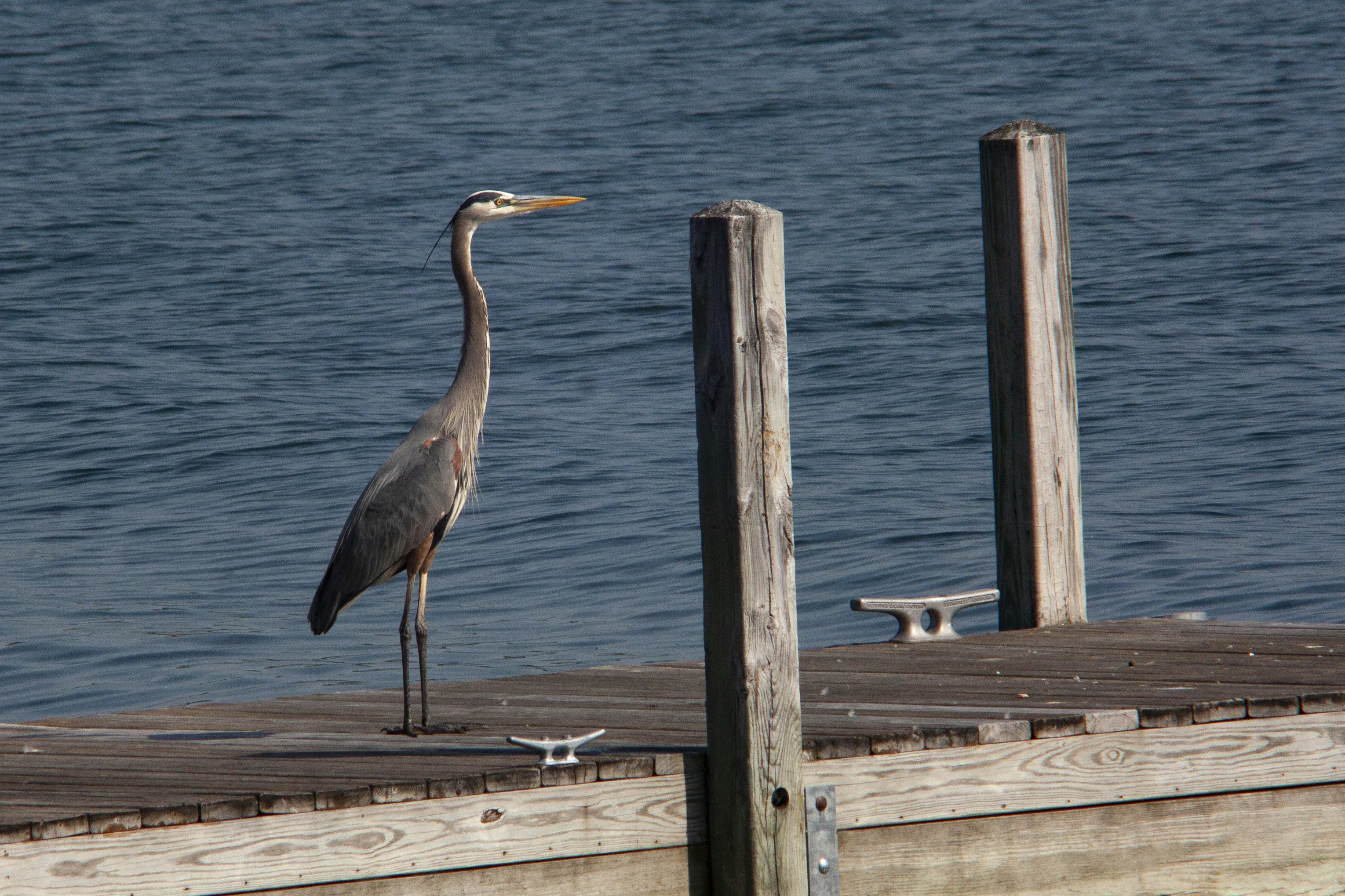 A bird is standing on a dock by the water