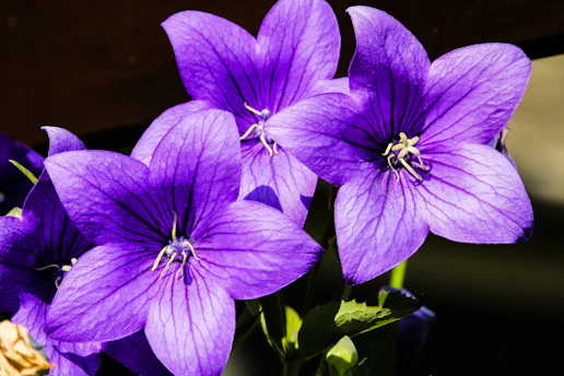 A bunch of purple flowers in a vase