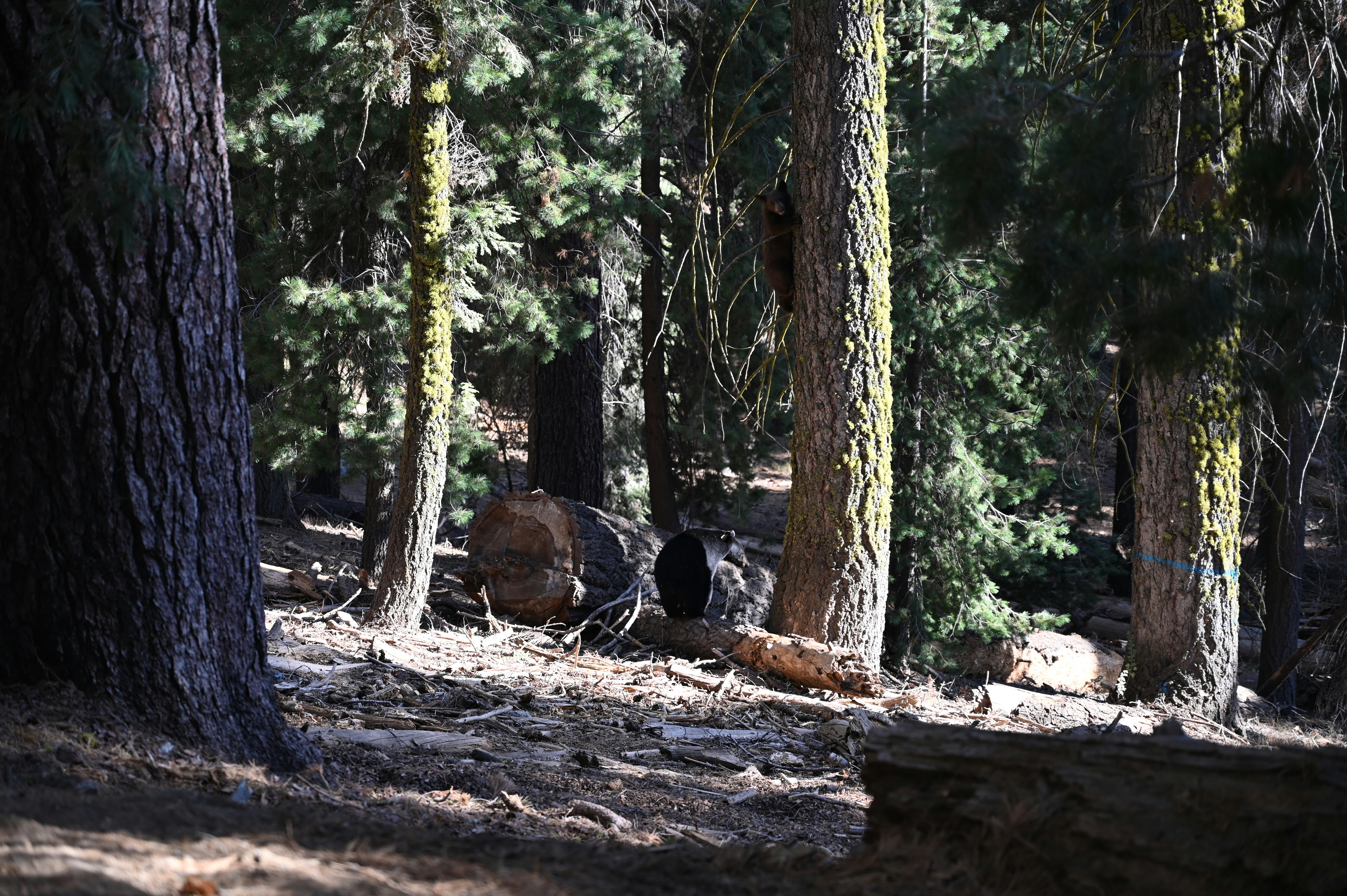 A forest filled with lots of tall trees