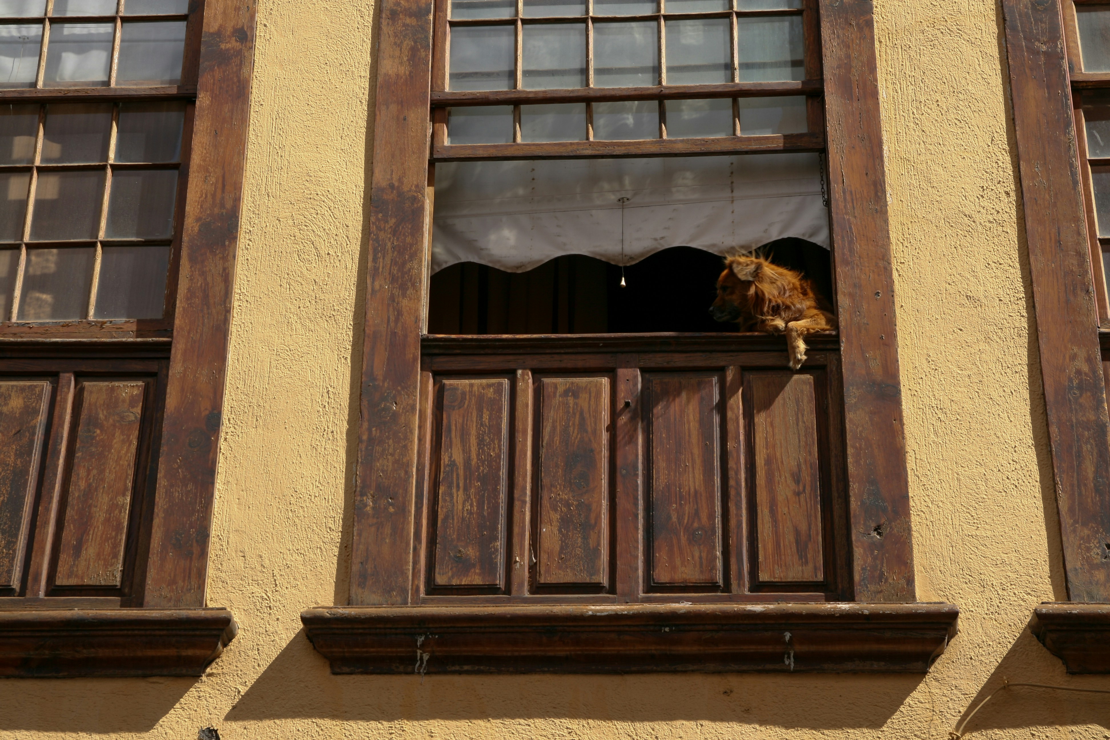 A cat that is sitting in a window