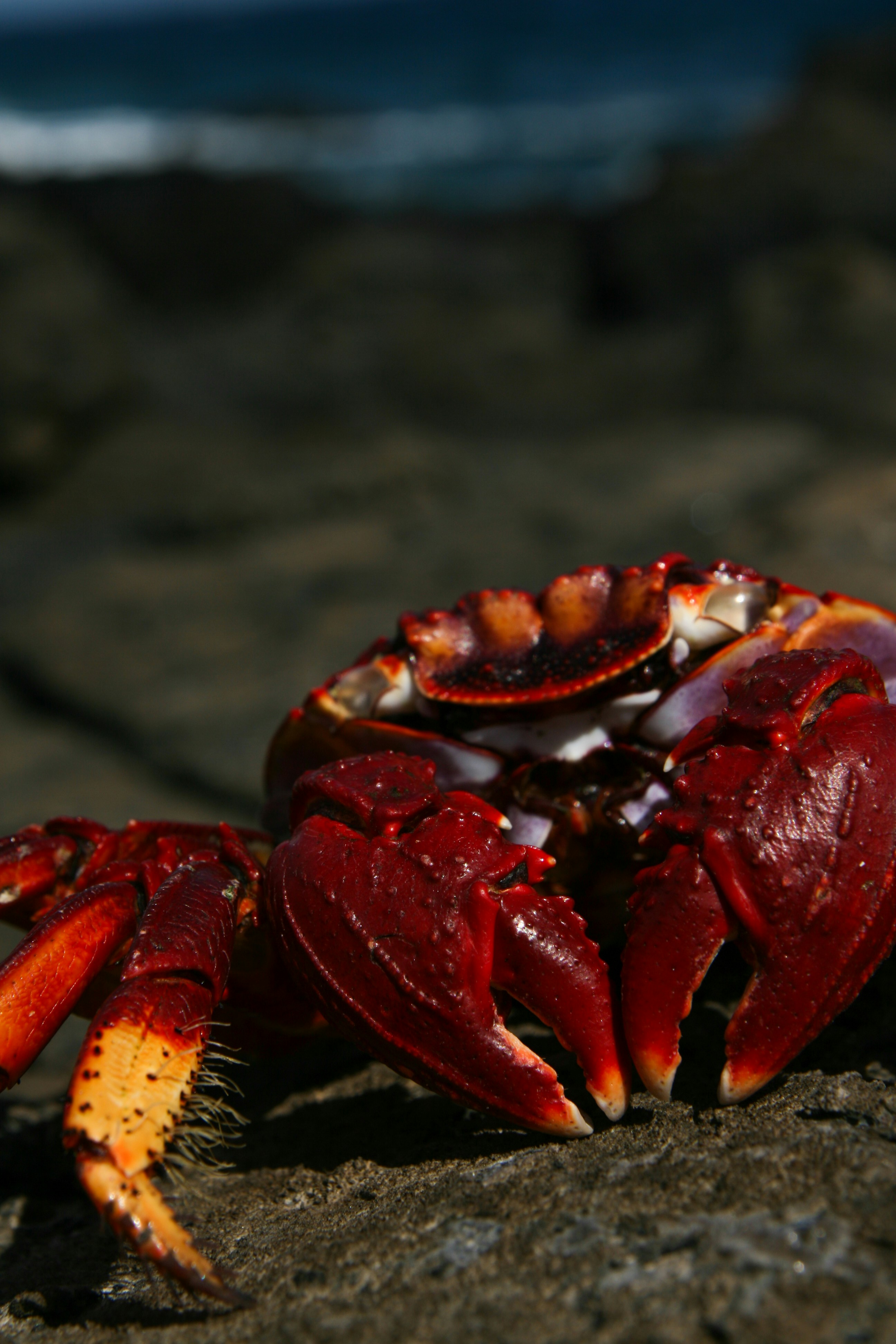 Photo by palepinkgreen