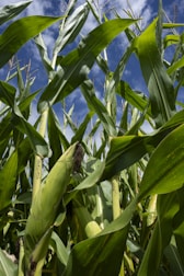 A field of corn with a blue sky in the background