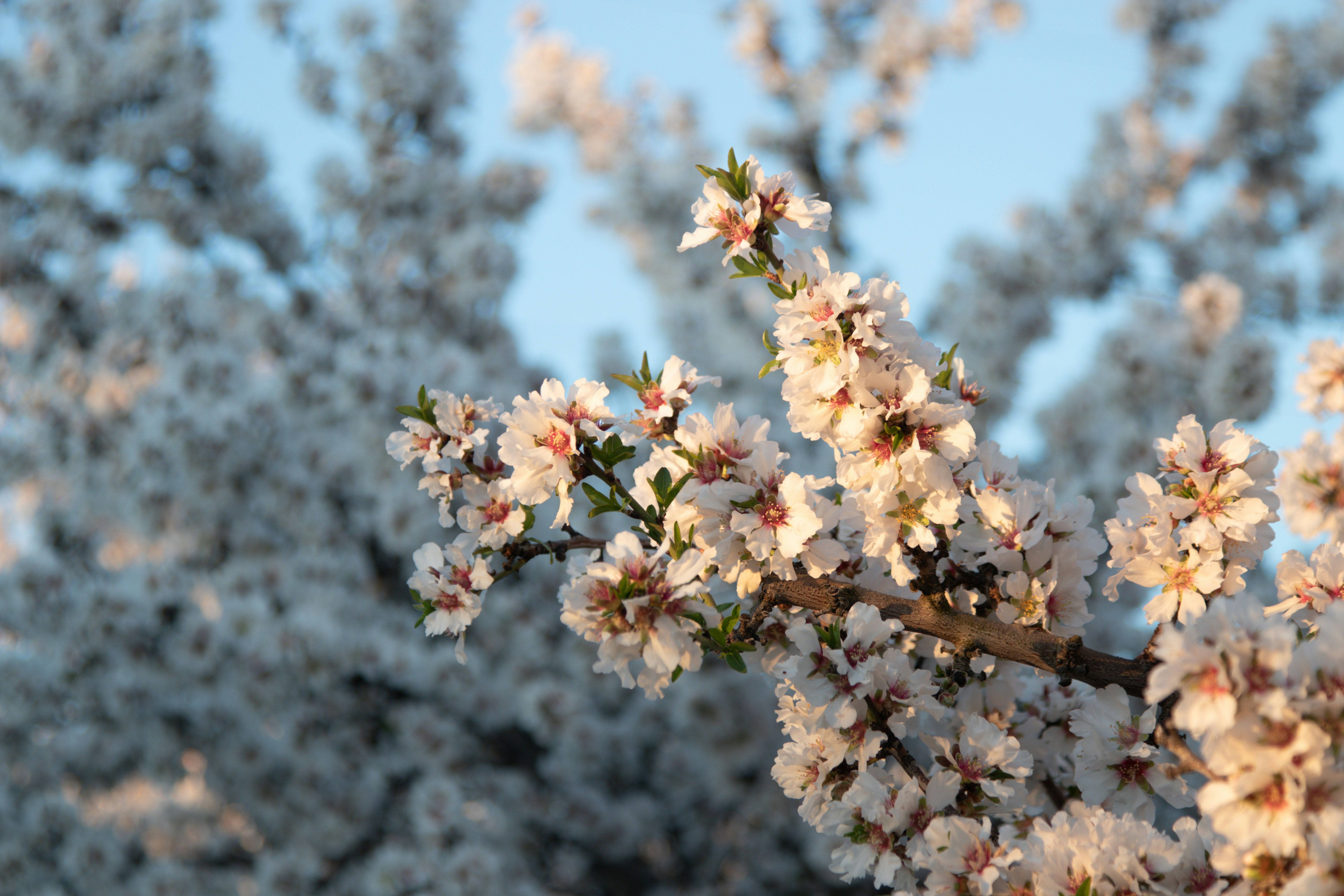A close up of a tree with white flowers