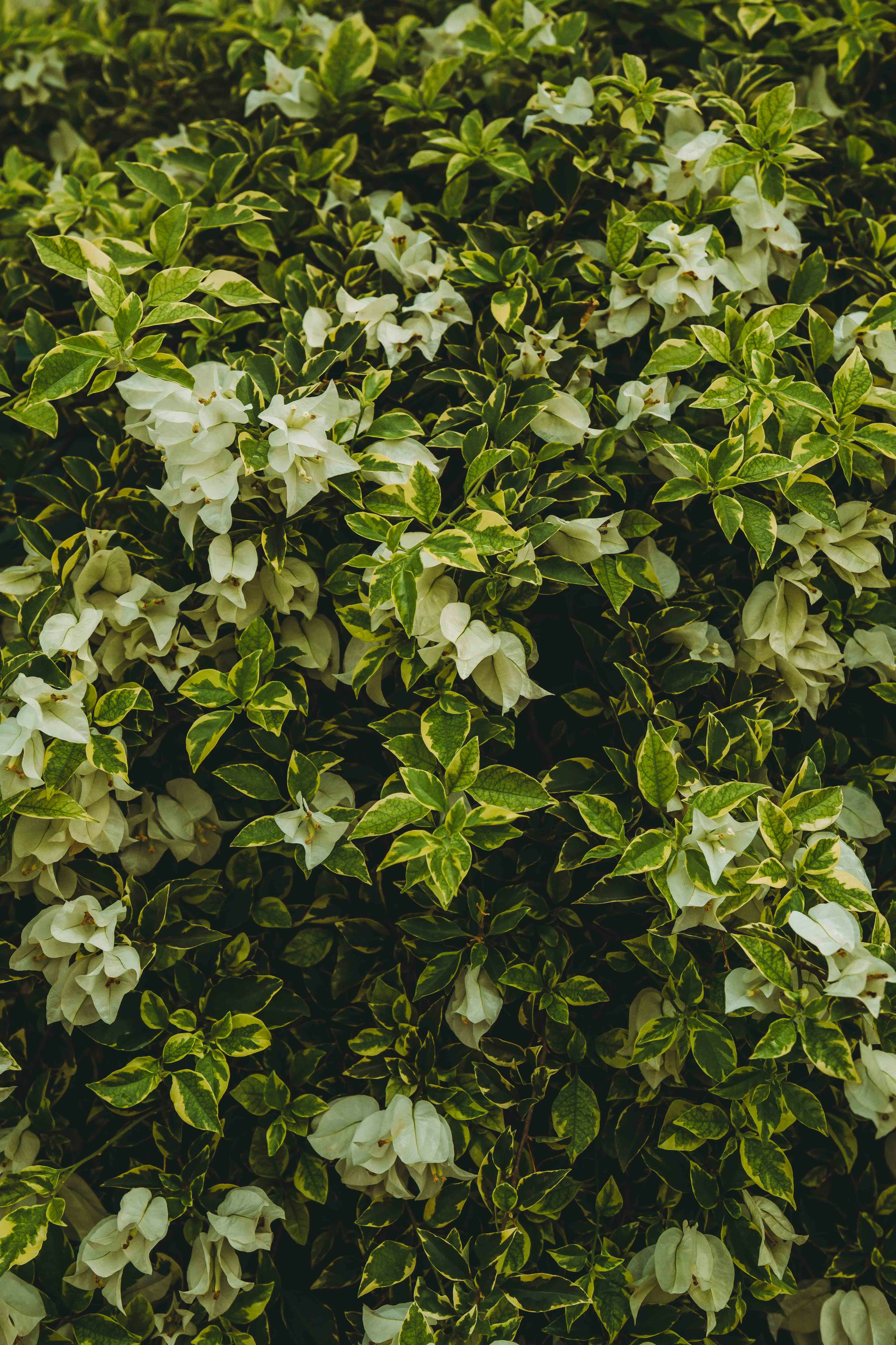 wedding greenery wallpaper, wallpaper, Eco-Friendly Wedding: Planning a Sustainable Celebration 3