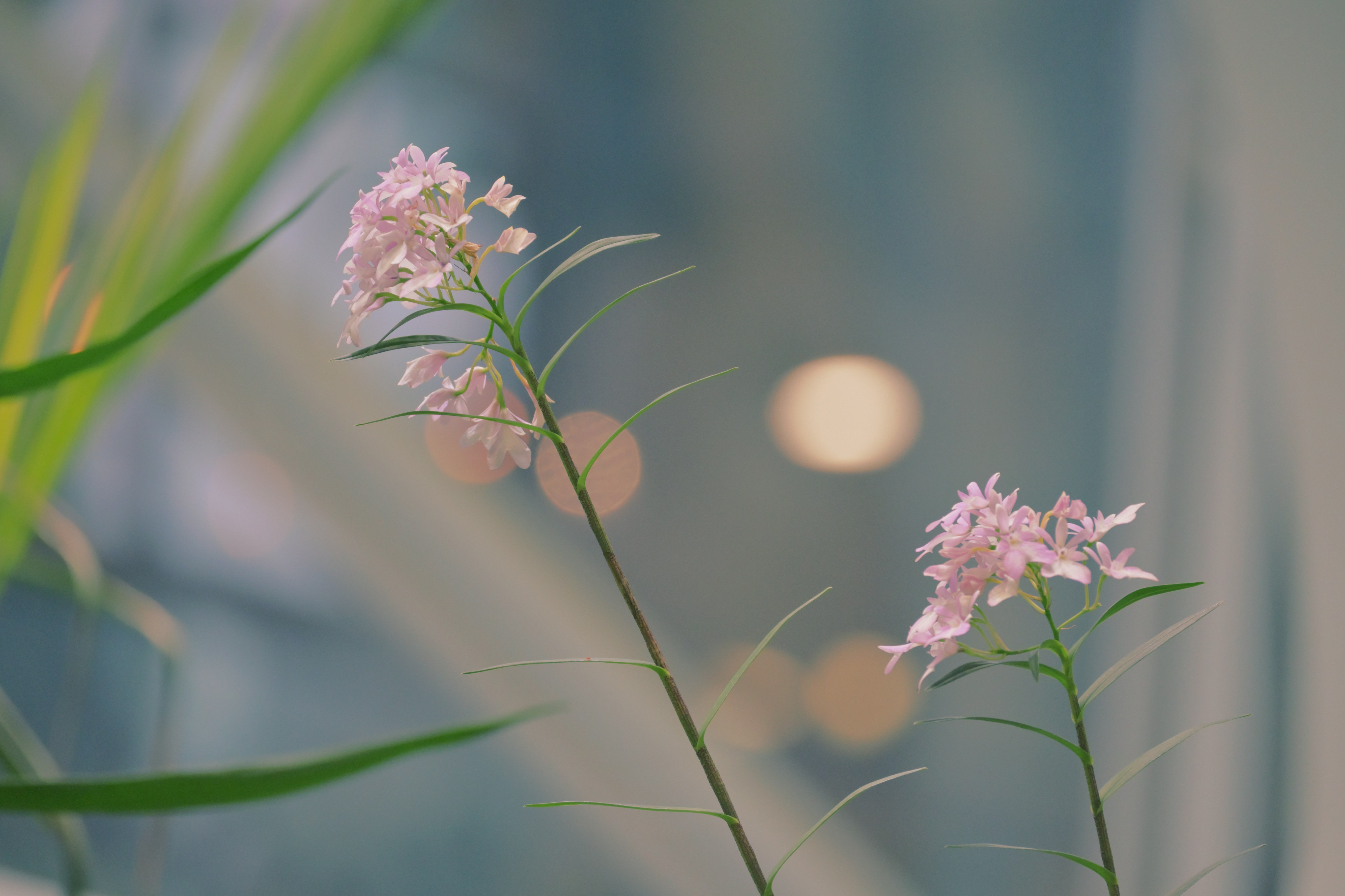 Photo by fleeting_glow