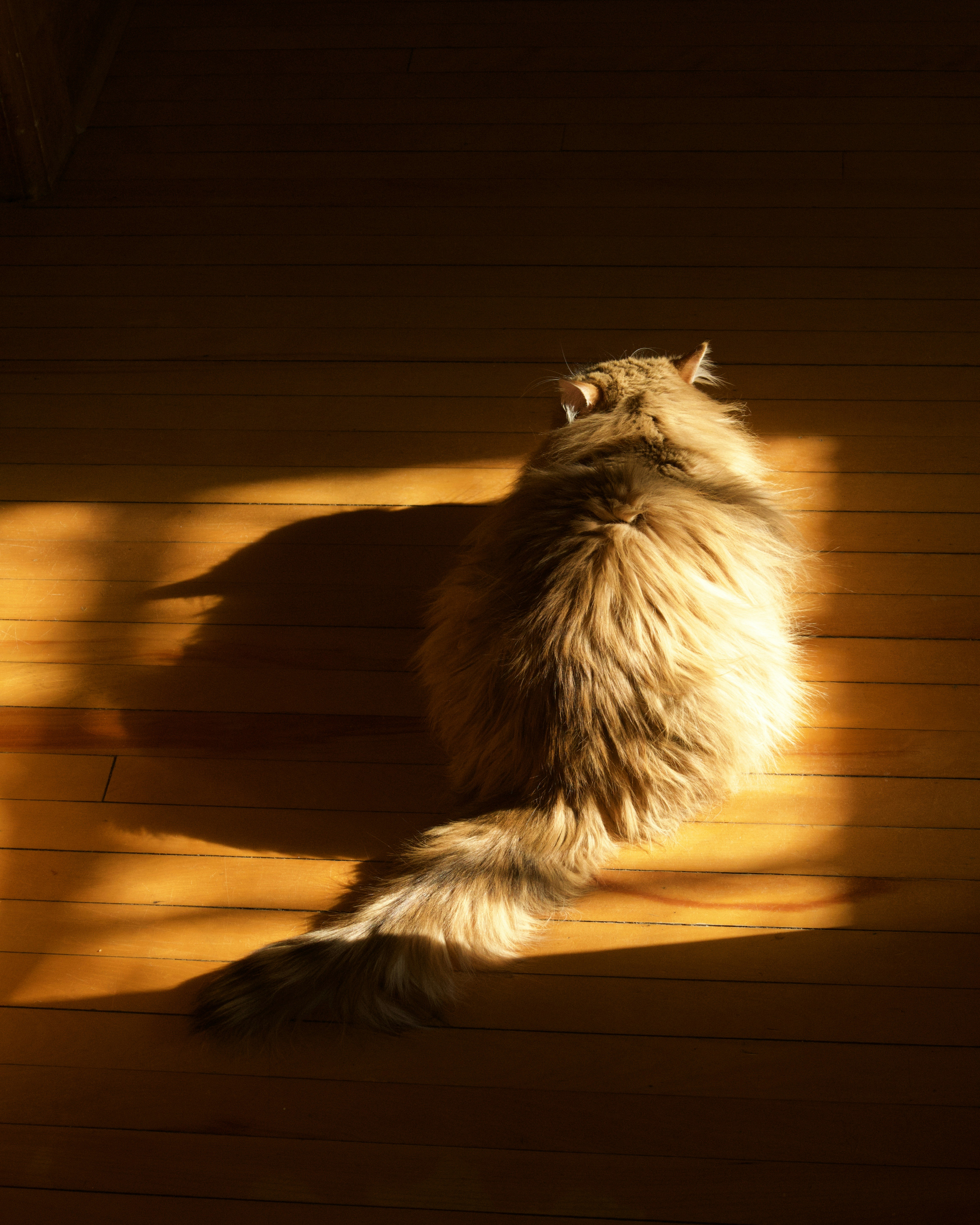 In this photograph, a fluffy cat sits with its back to the camera on a sunlit wooden floor, with long shadows created by warm afternoon light. The image emphasizes soft fur texture and the amber glow.