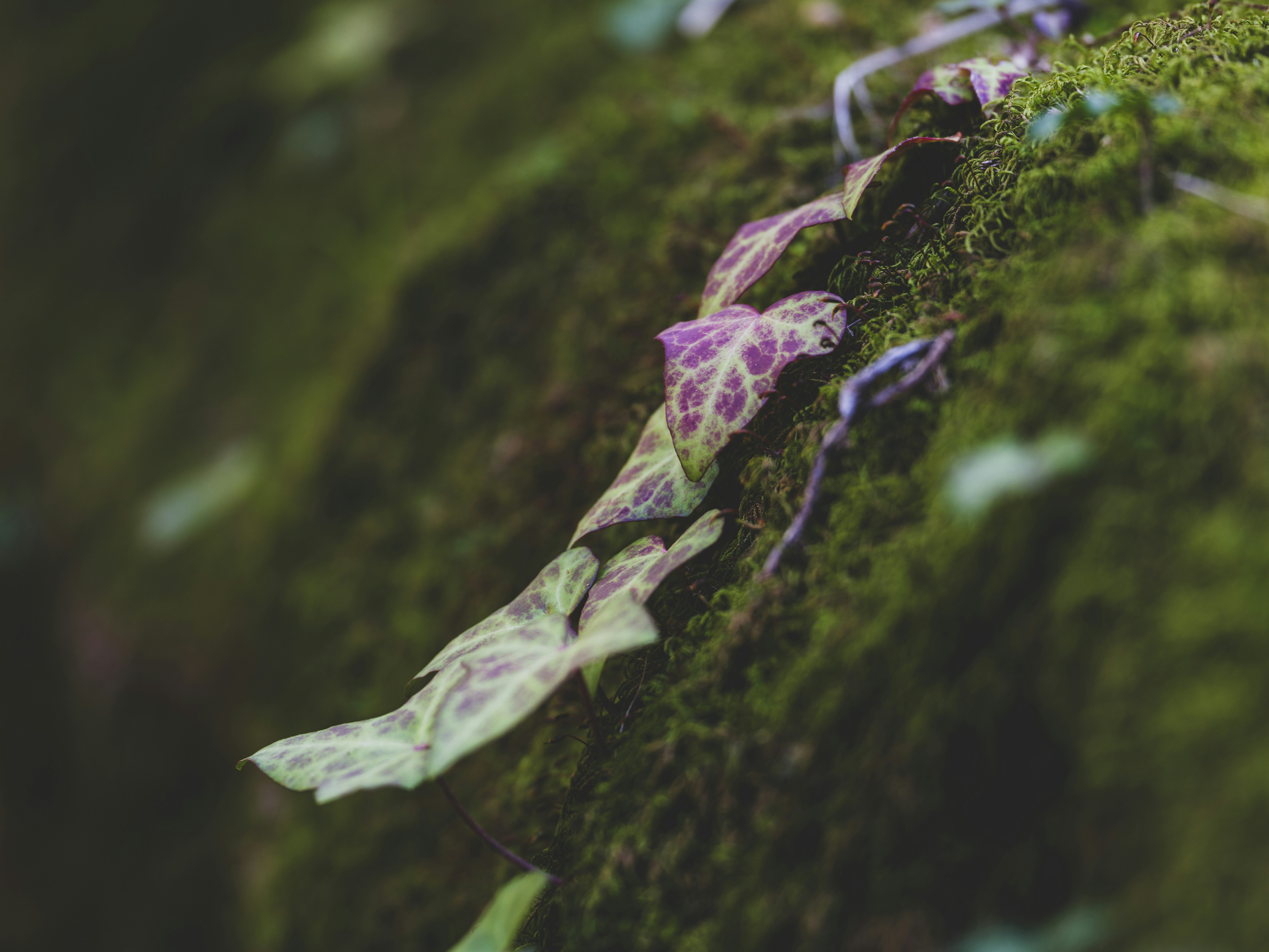 Photo by enginakyurt