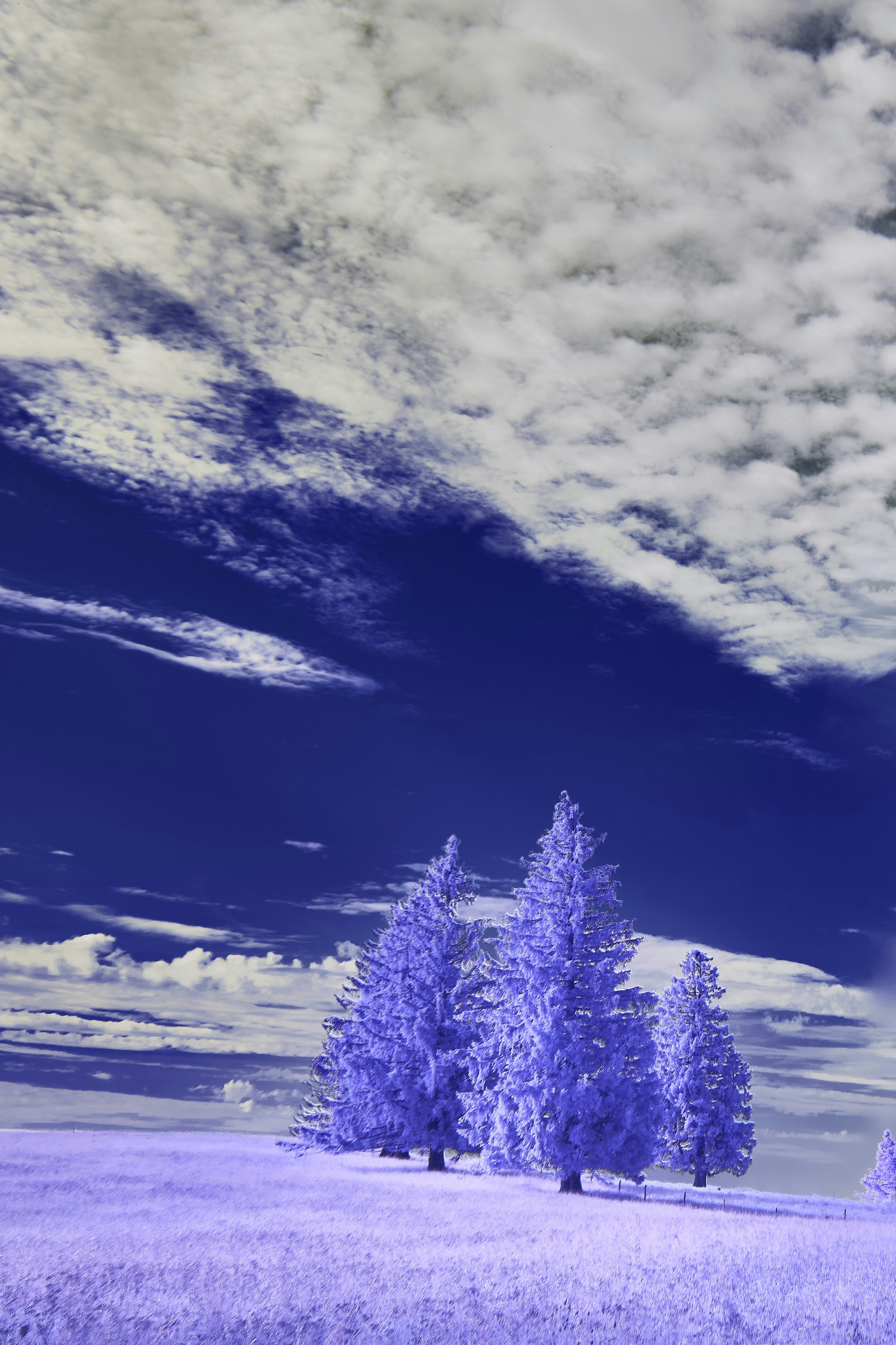 Photo by wolfgang_hasselmann