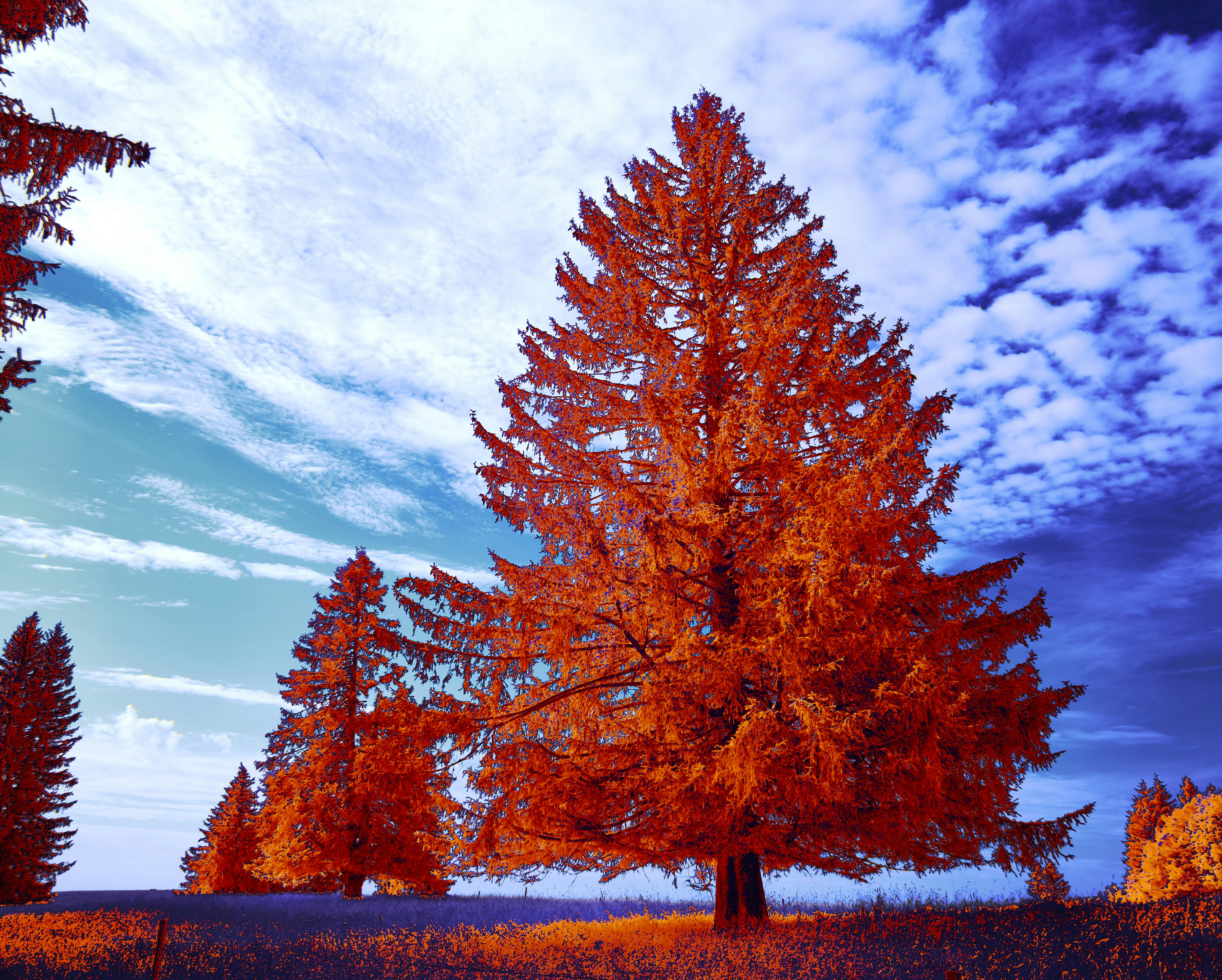 Photo by wolfgang_hasselmann