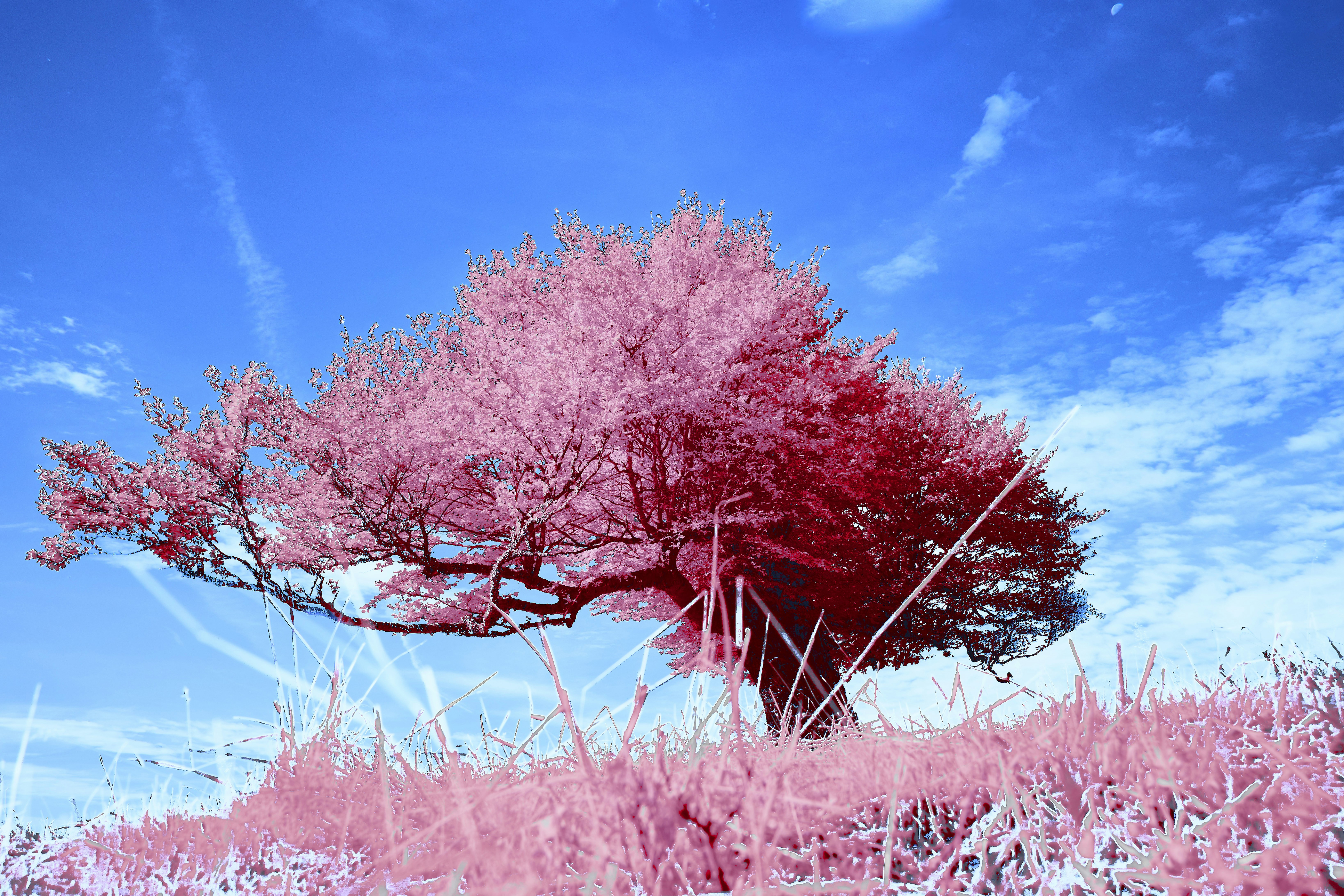 Photo by wolfgang_hasselmann