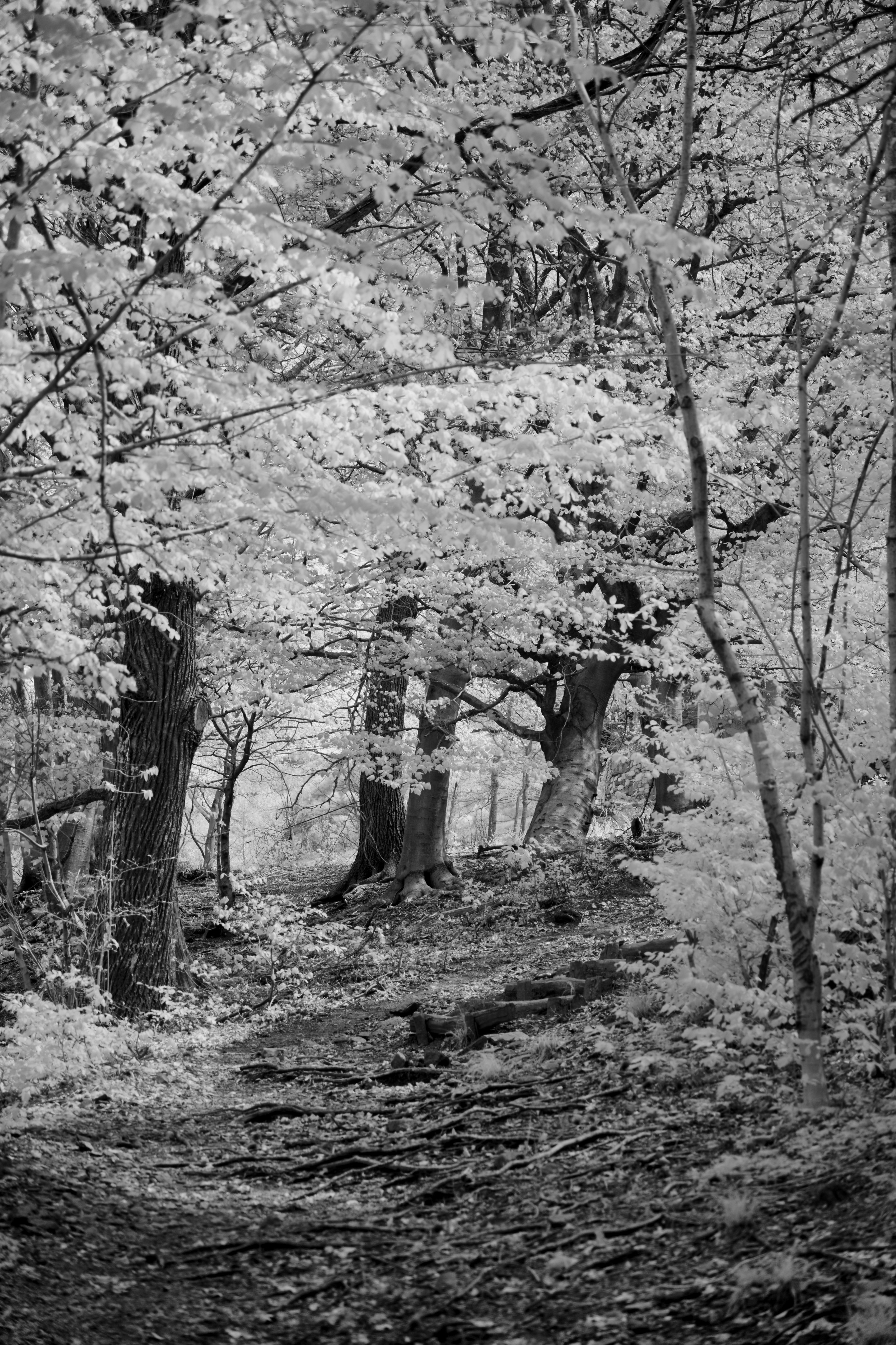 Photo by wolfgang_hasselmann