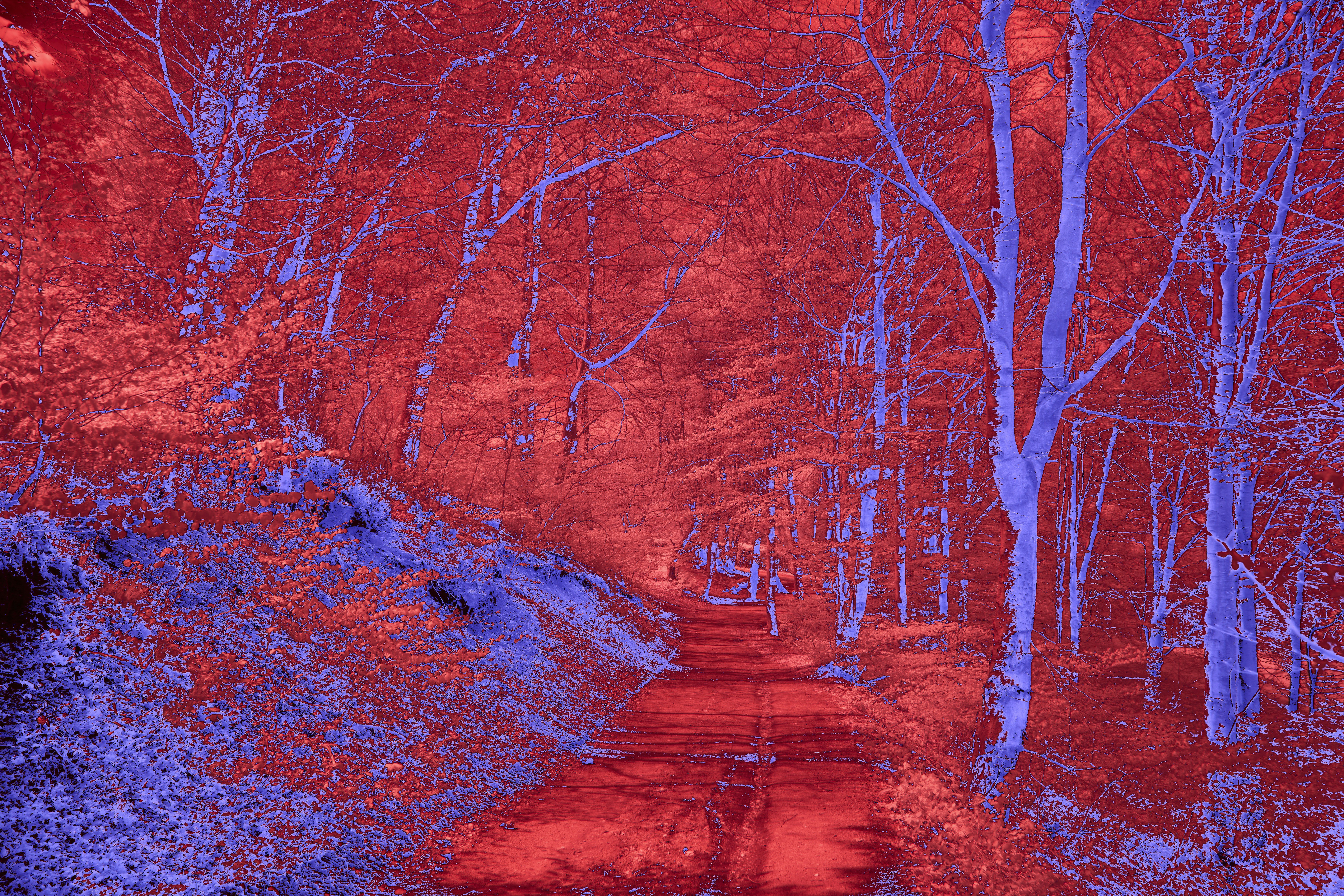 Photo by wolfgang_hasselmann