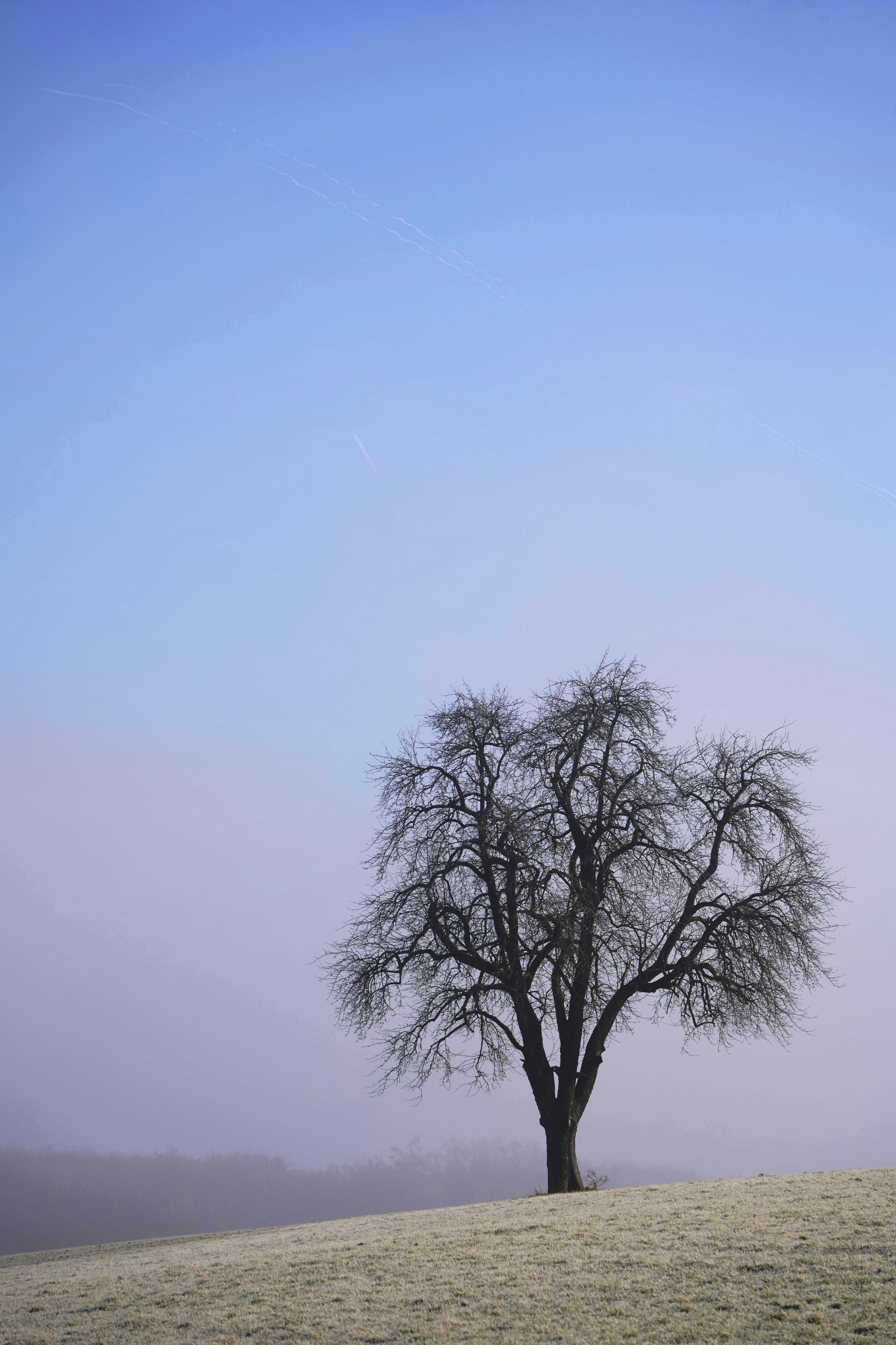 Photo by wolfgang_hasselmann