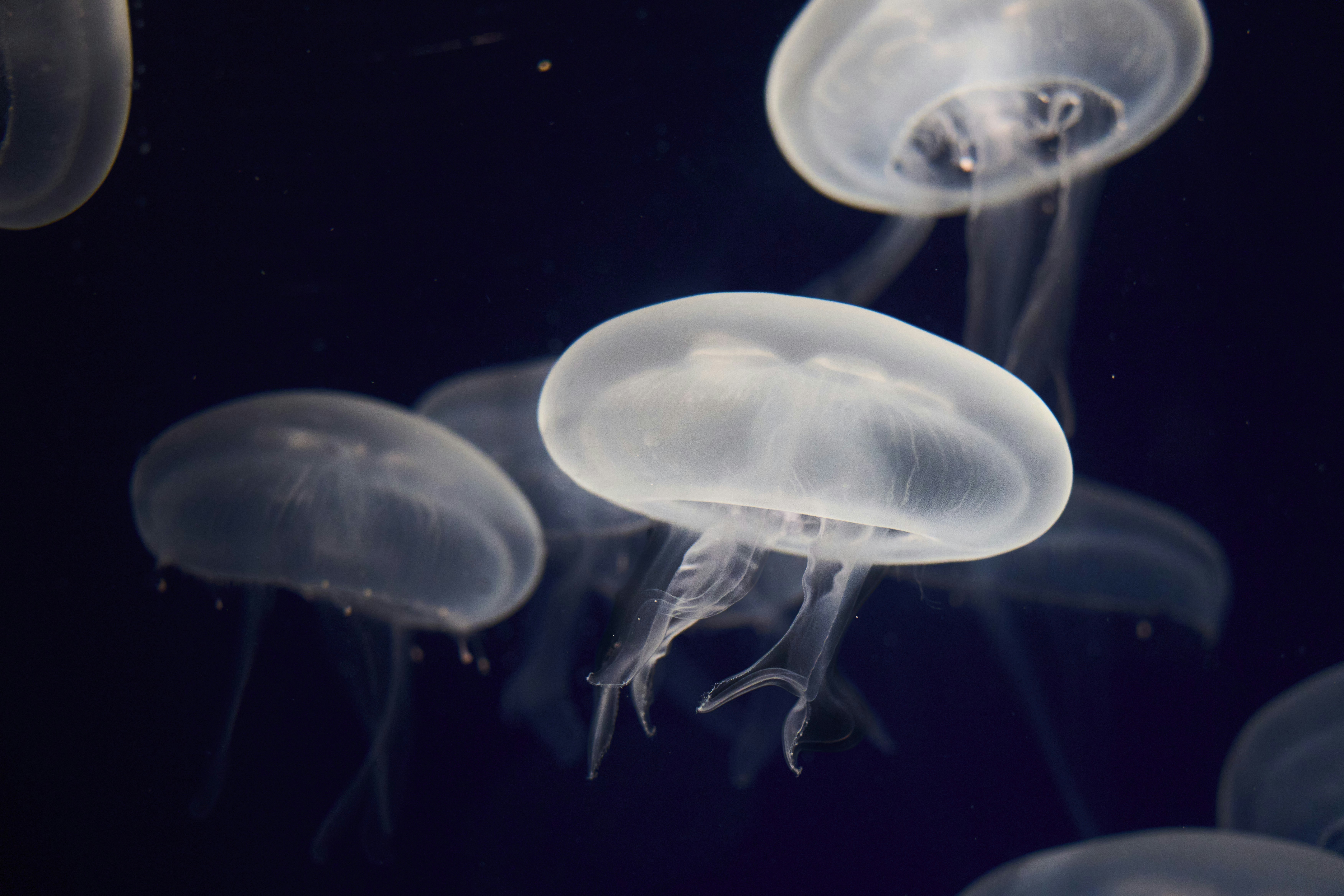 Photo by wolfgang_hasselmann