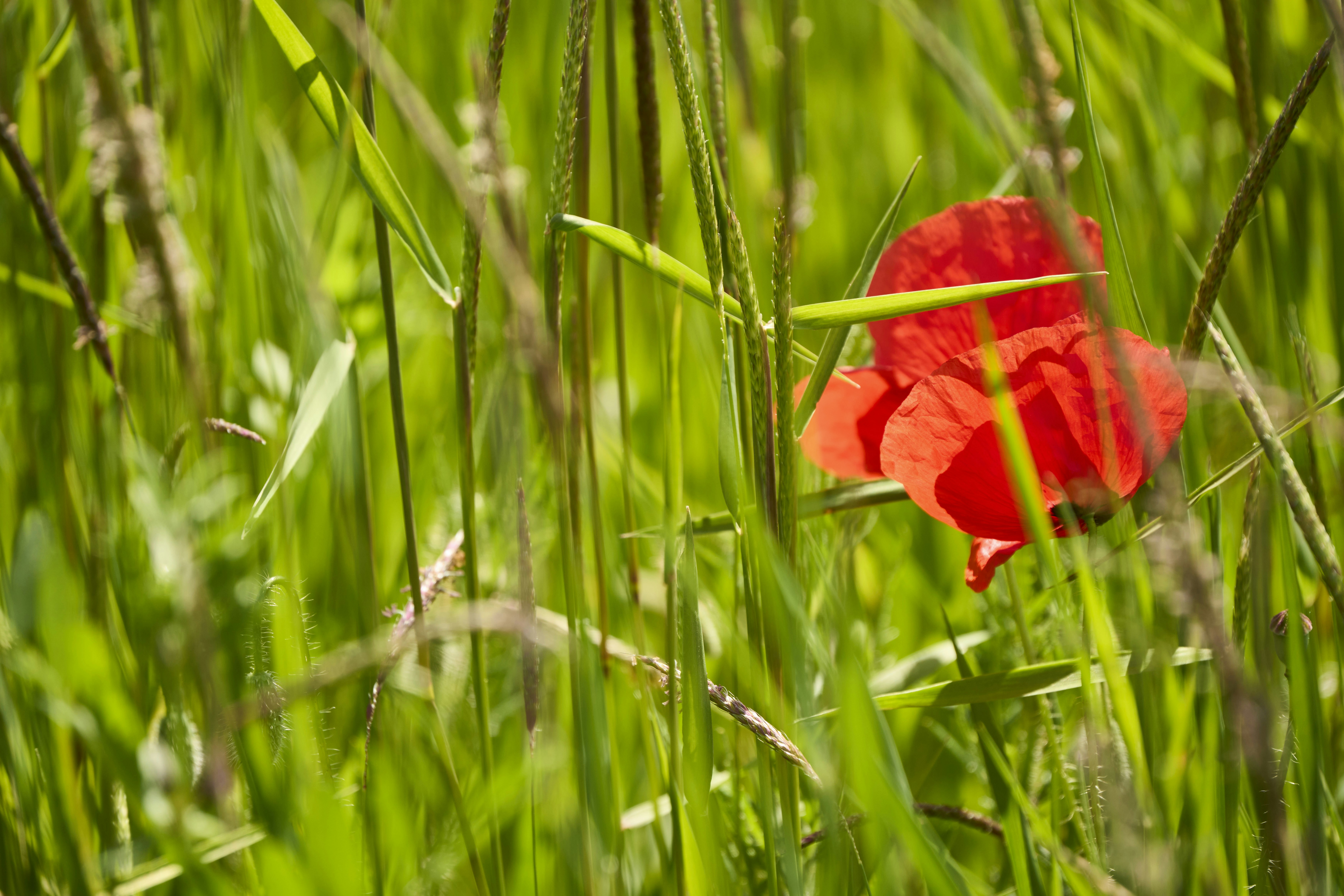 Photo by wolfgang_hasselmann