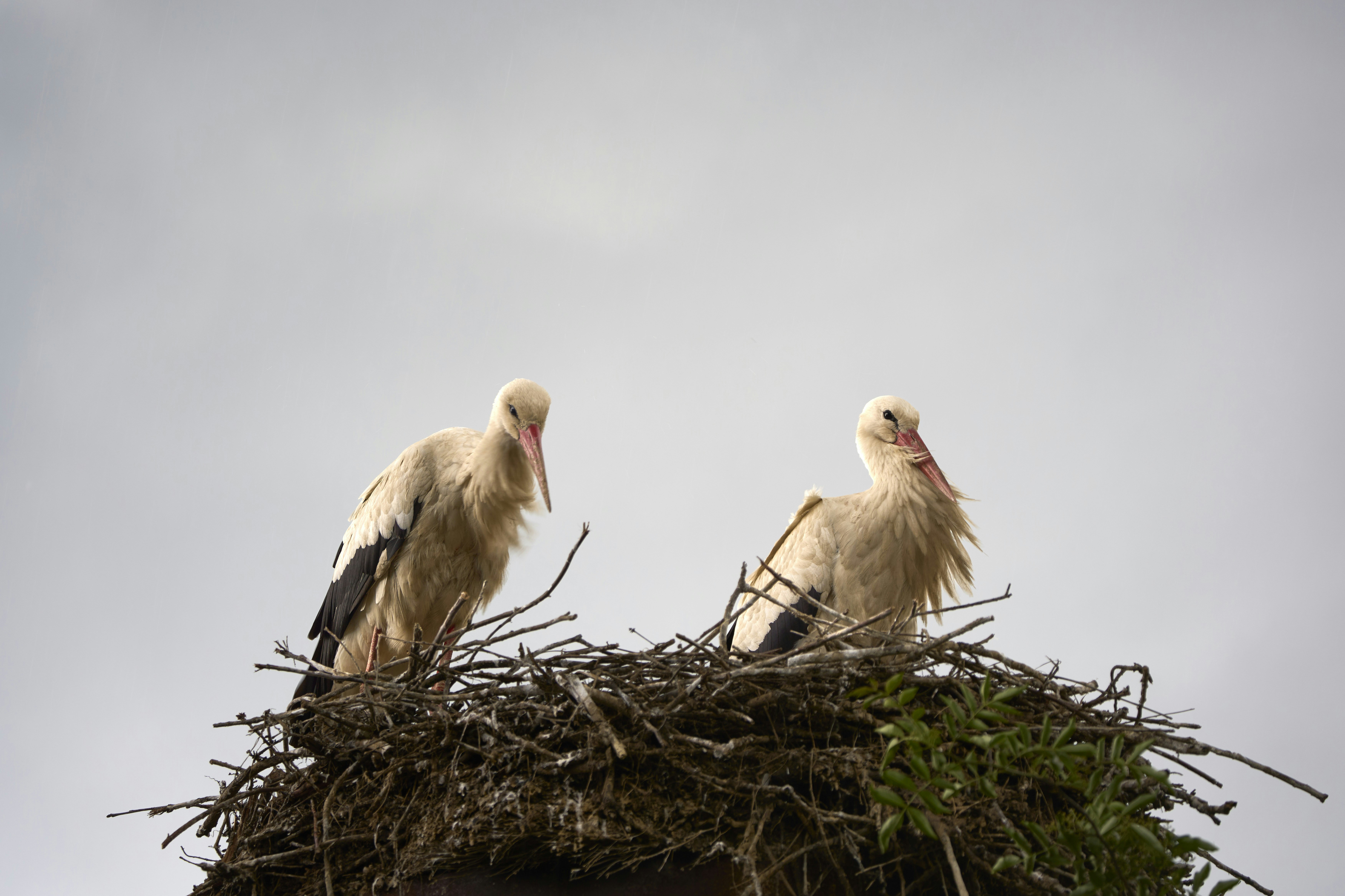 Photo by wolfgang_hasselmann