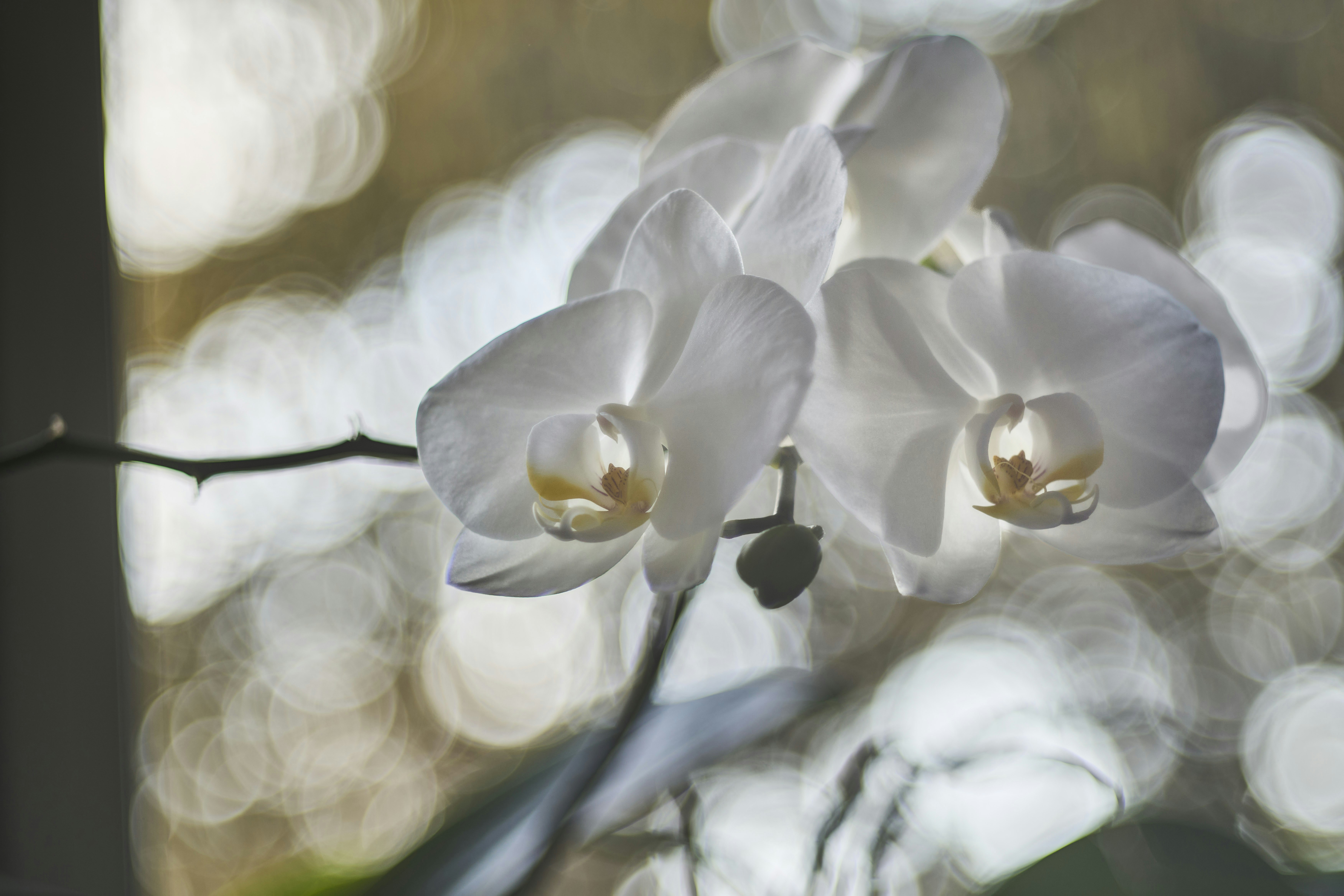 Photo by wolfgang_hasselmann