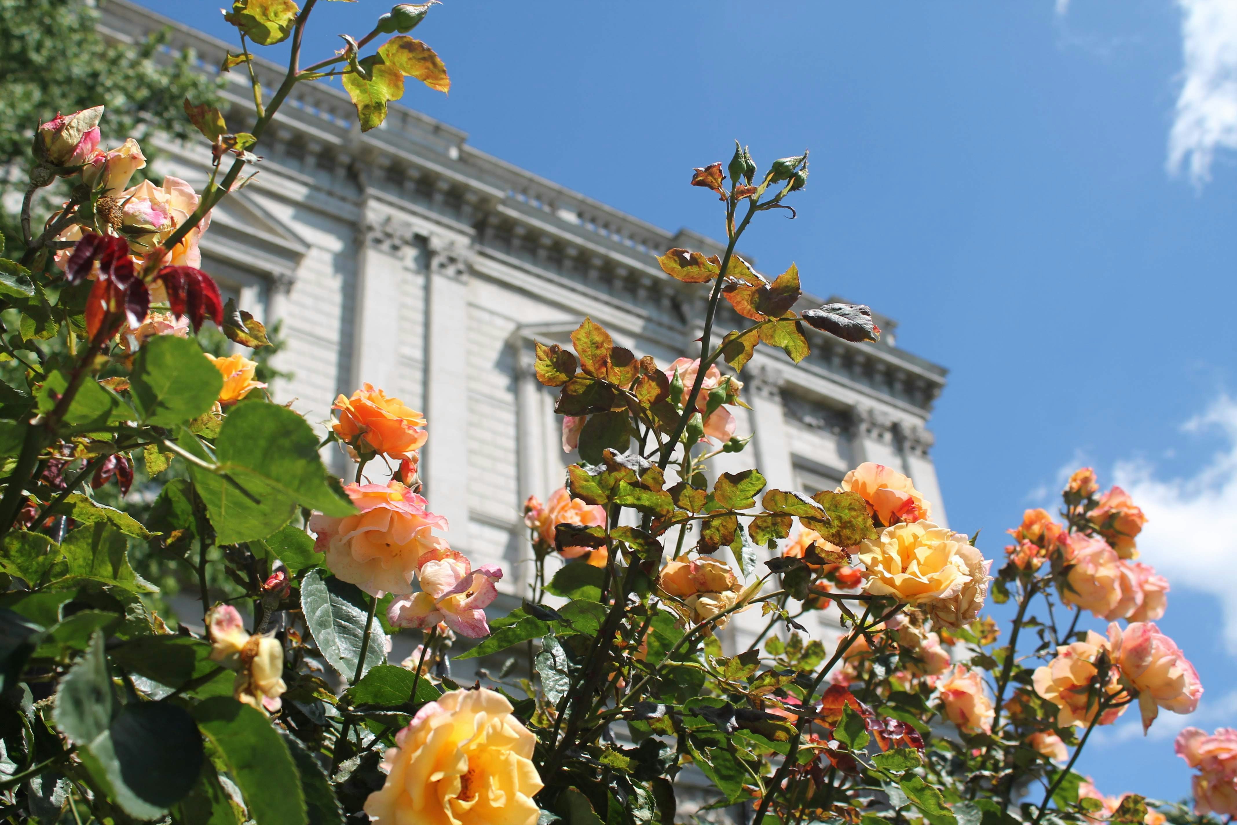 A bunch of flowers that are in front of a building