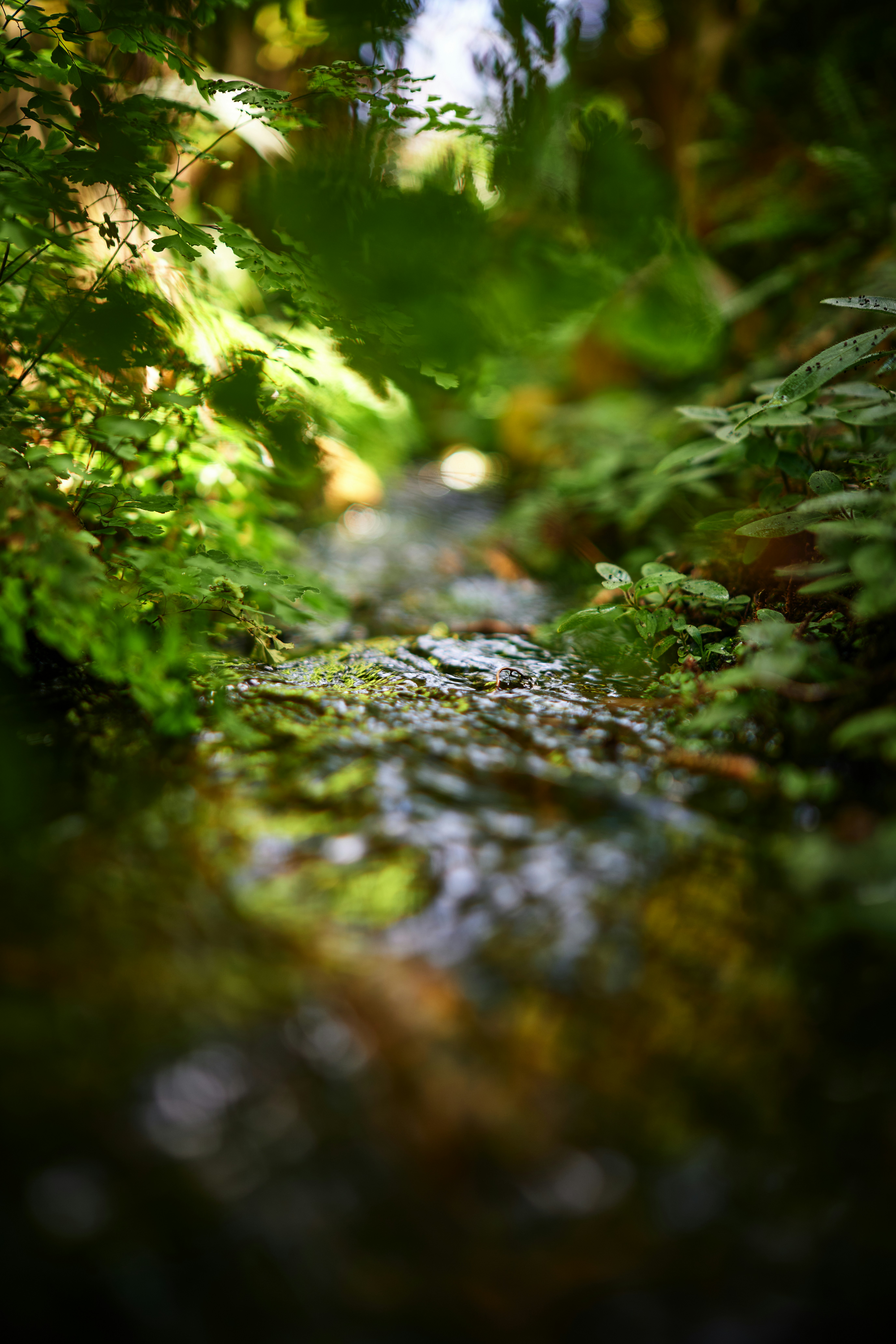 Photo by stefanschwinghammer