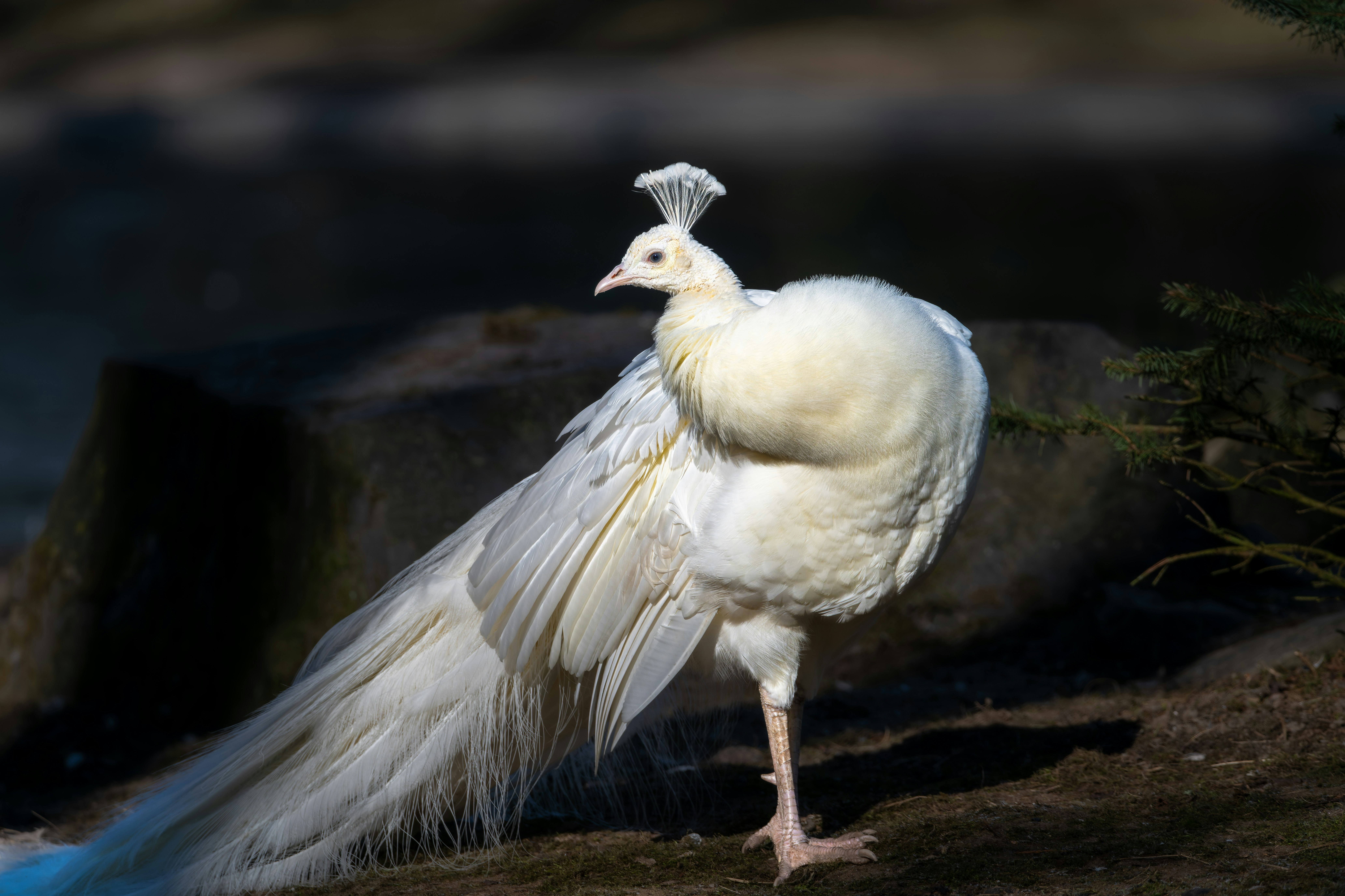 Photo by siegfriedpoepperl