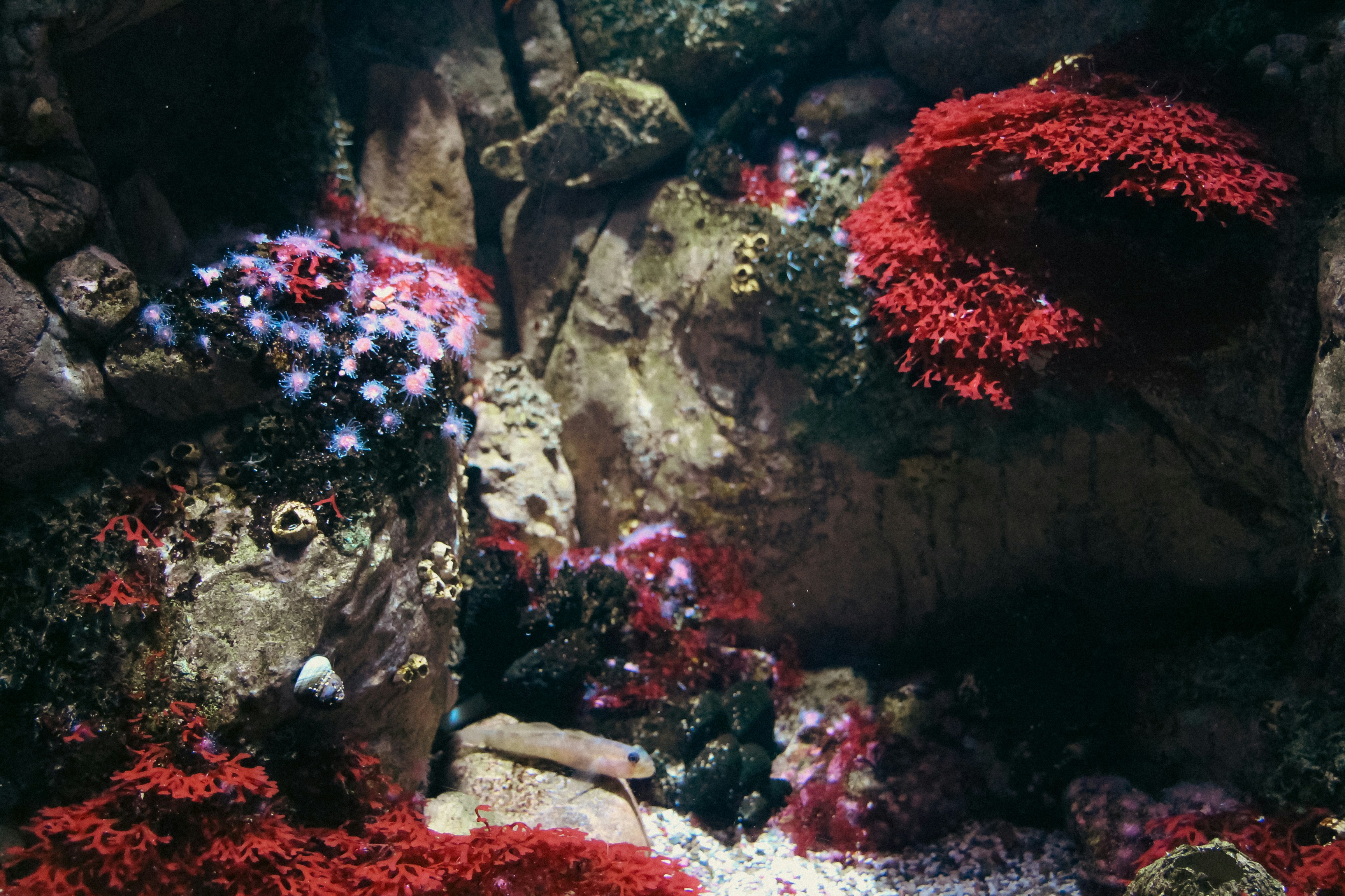 A group of corals and other marine life in an aquarium
