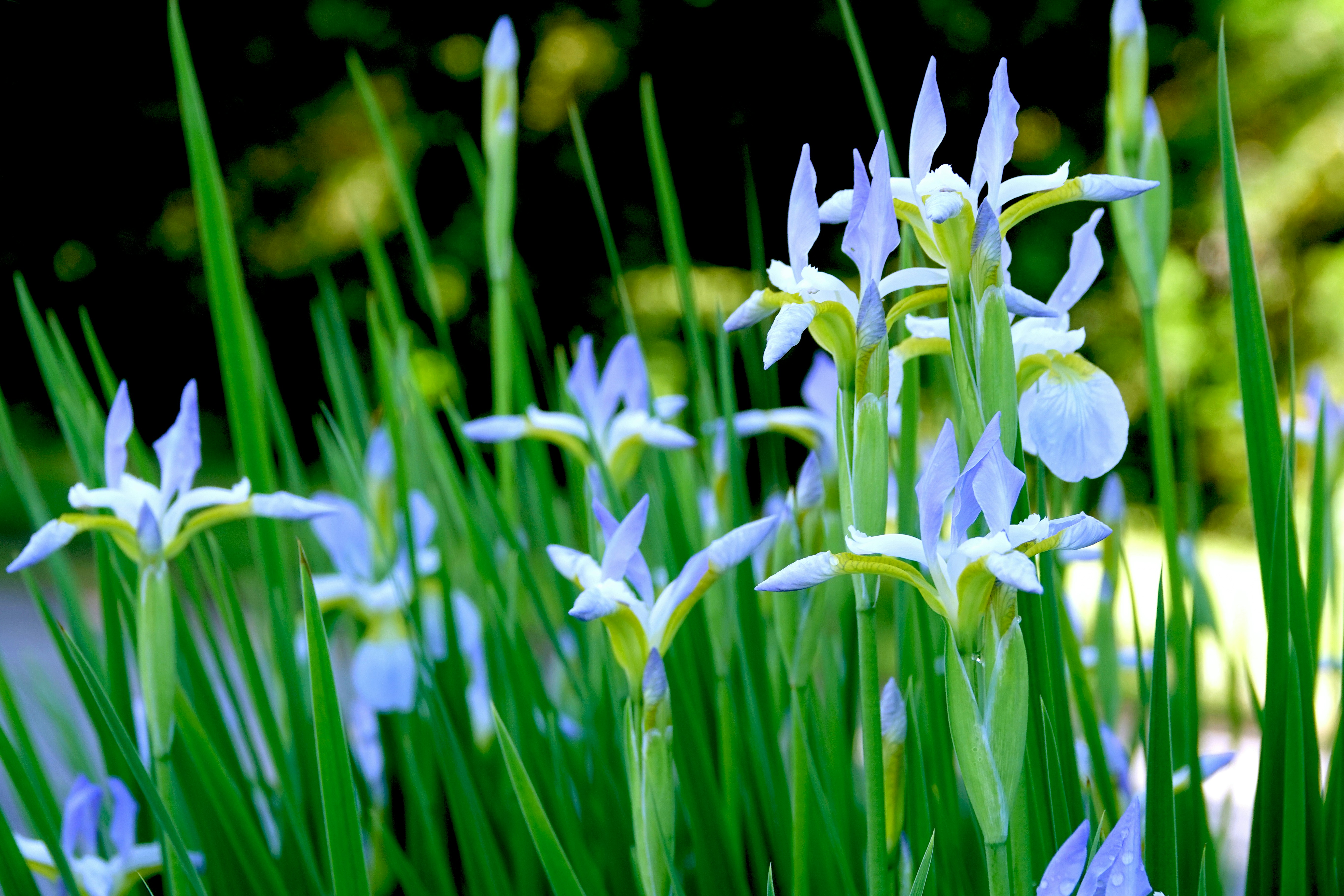 A bunch of flowers that are in the grass