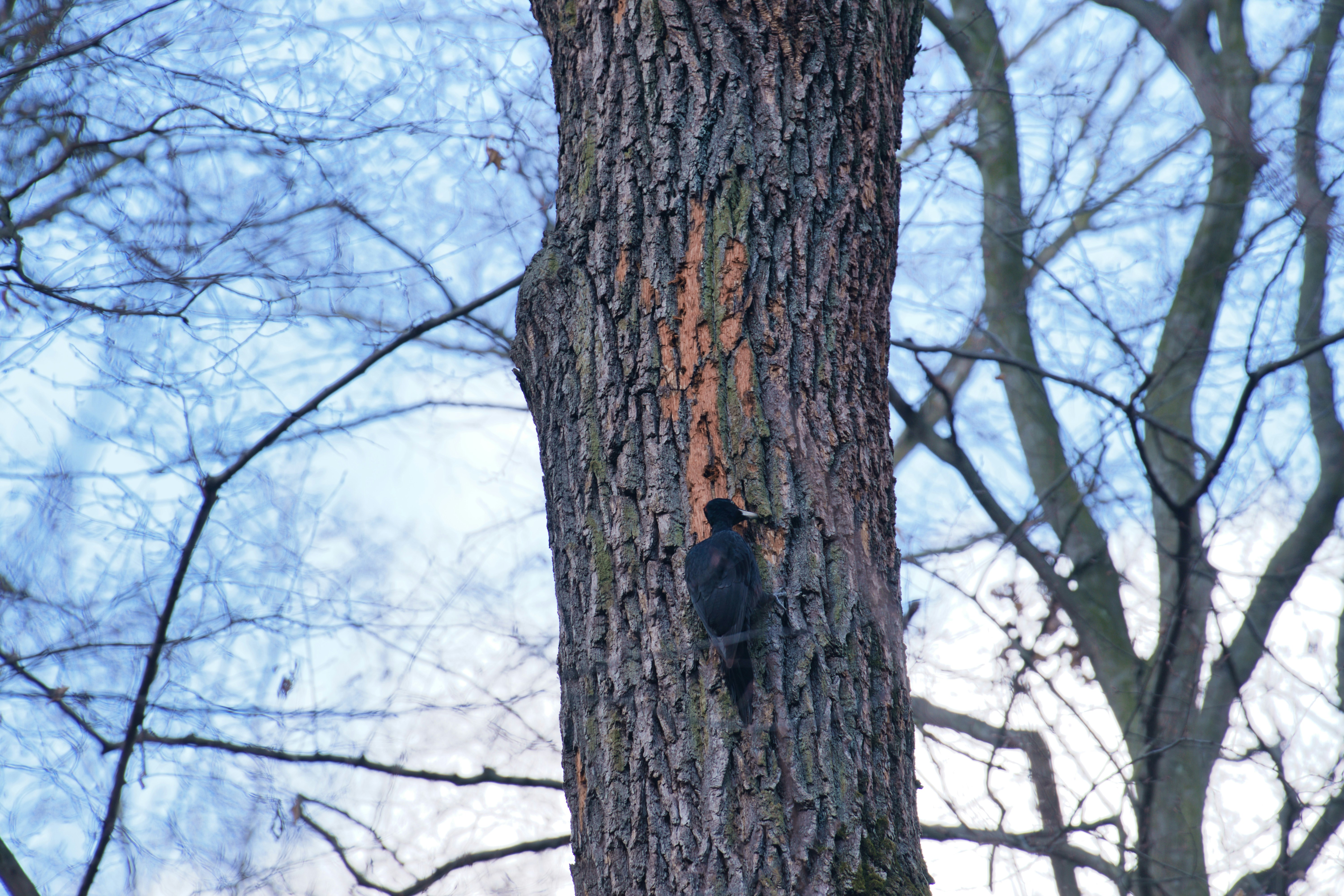 hunter in a tree stand using a hand muff