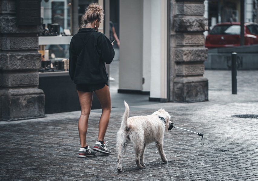 Unexplained Weight Loss in Dogs: Causes and When to See a Vet