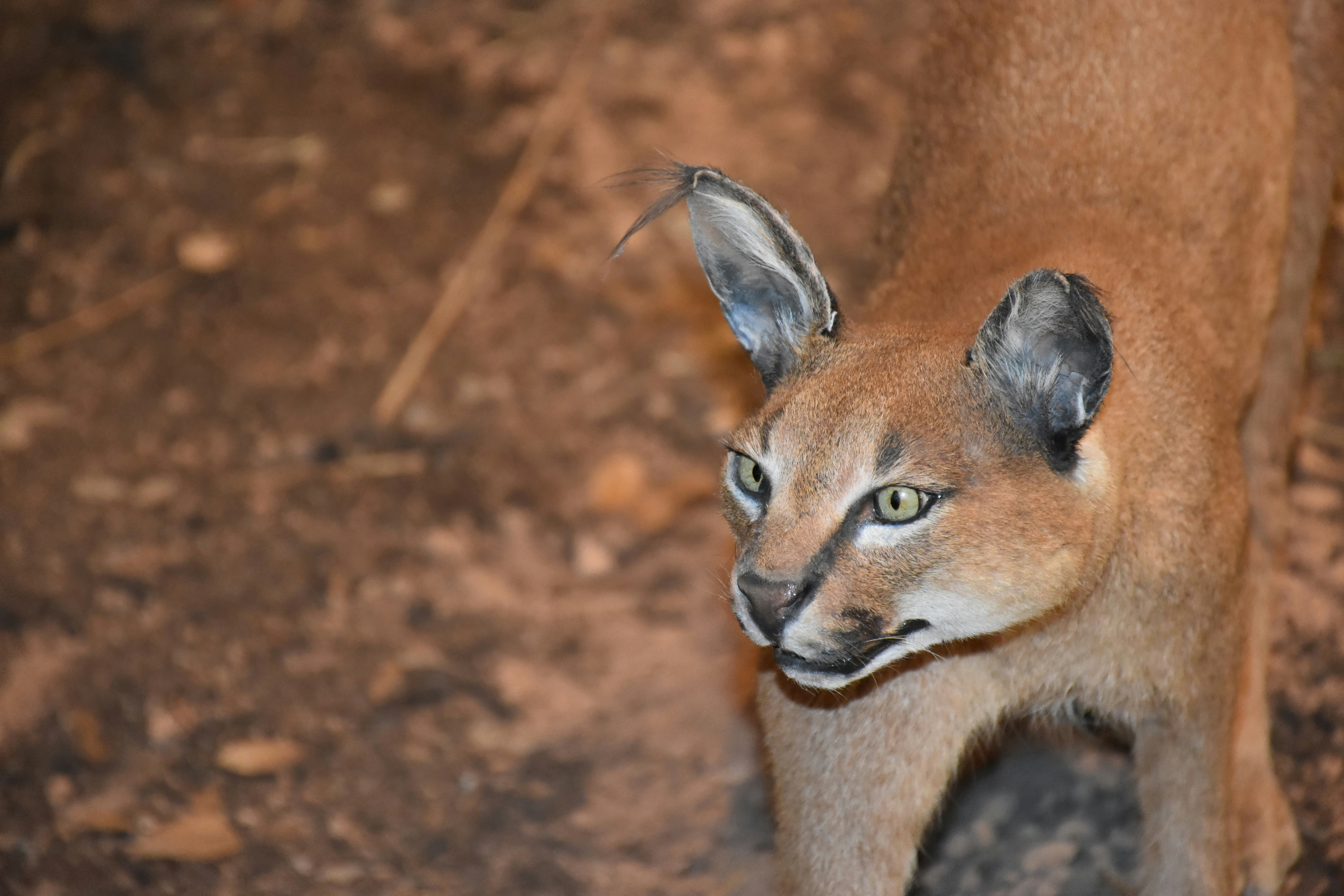The Social Signals of Scent (image credits: unsplash)