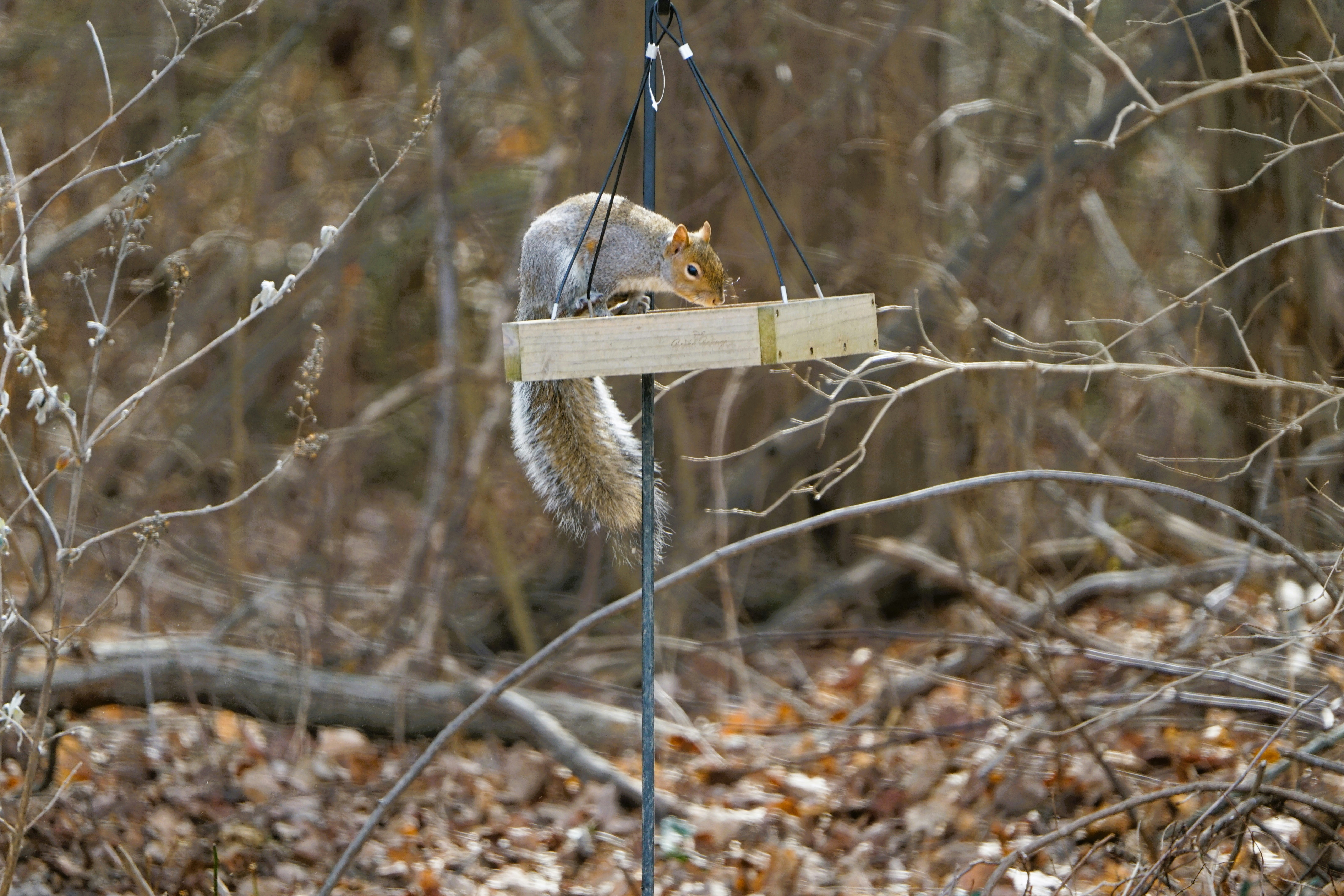 Ein Eichhörnchen, das auf einem Vogelhäuschen sitzt