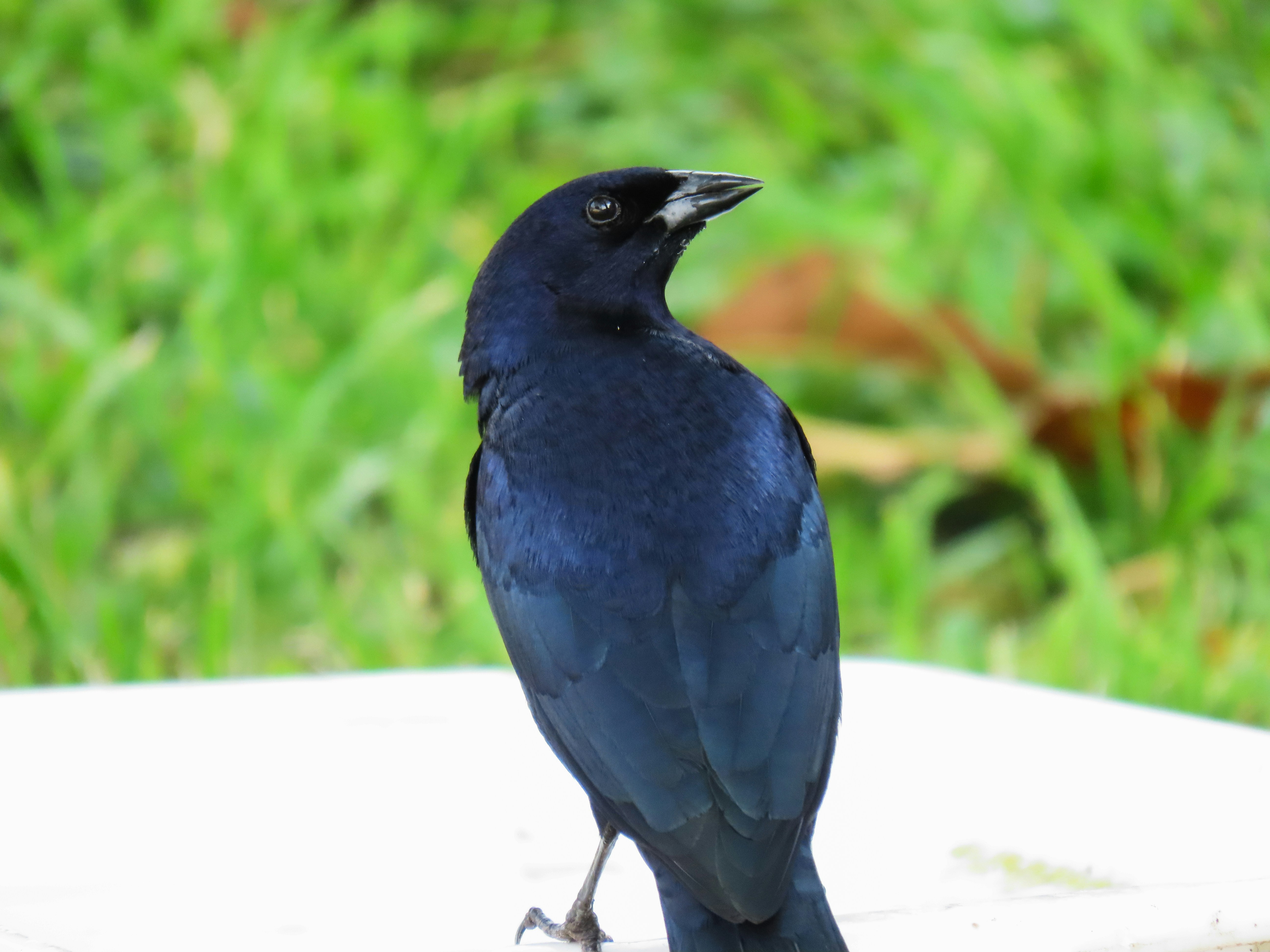 Photo by patricianicoloso